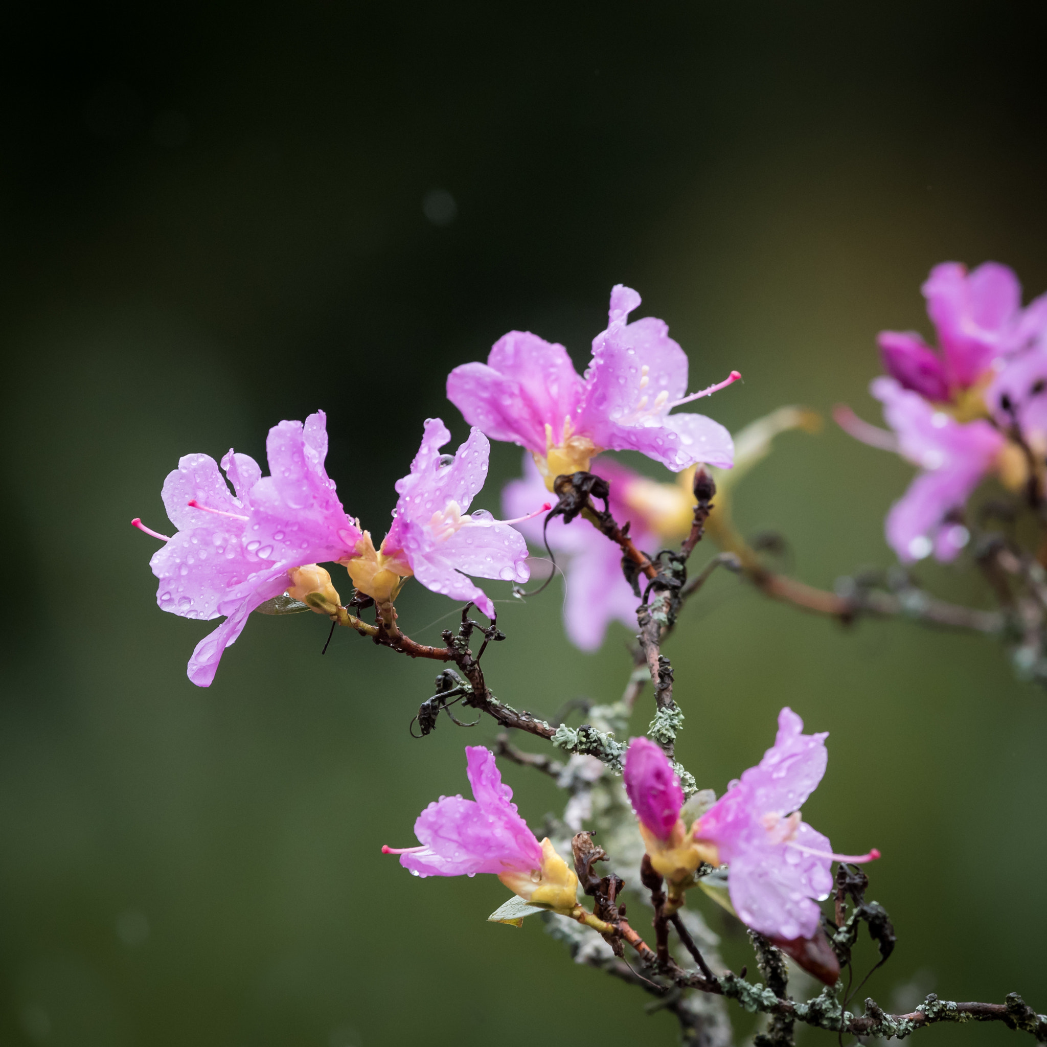 Nikon Nikkor AF-S 300mm F4E PF ED VR sample photo. Spring rain photography