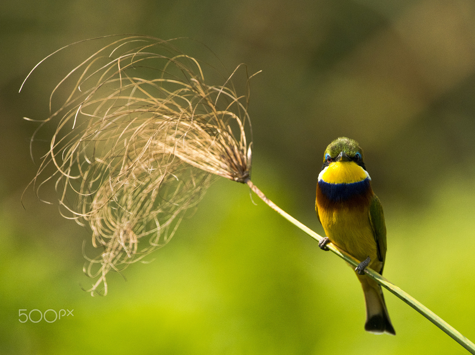 Nikon D810 + Nikon AF-S Nikkor 500mm F4G ED VR sample photo. Little bee eater photography