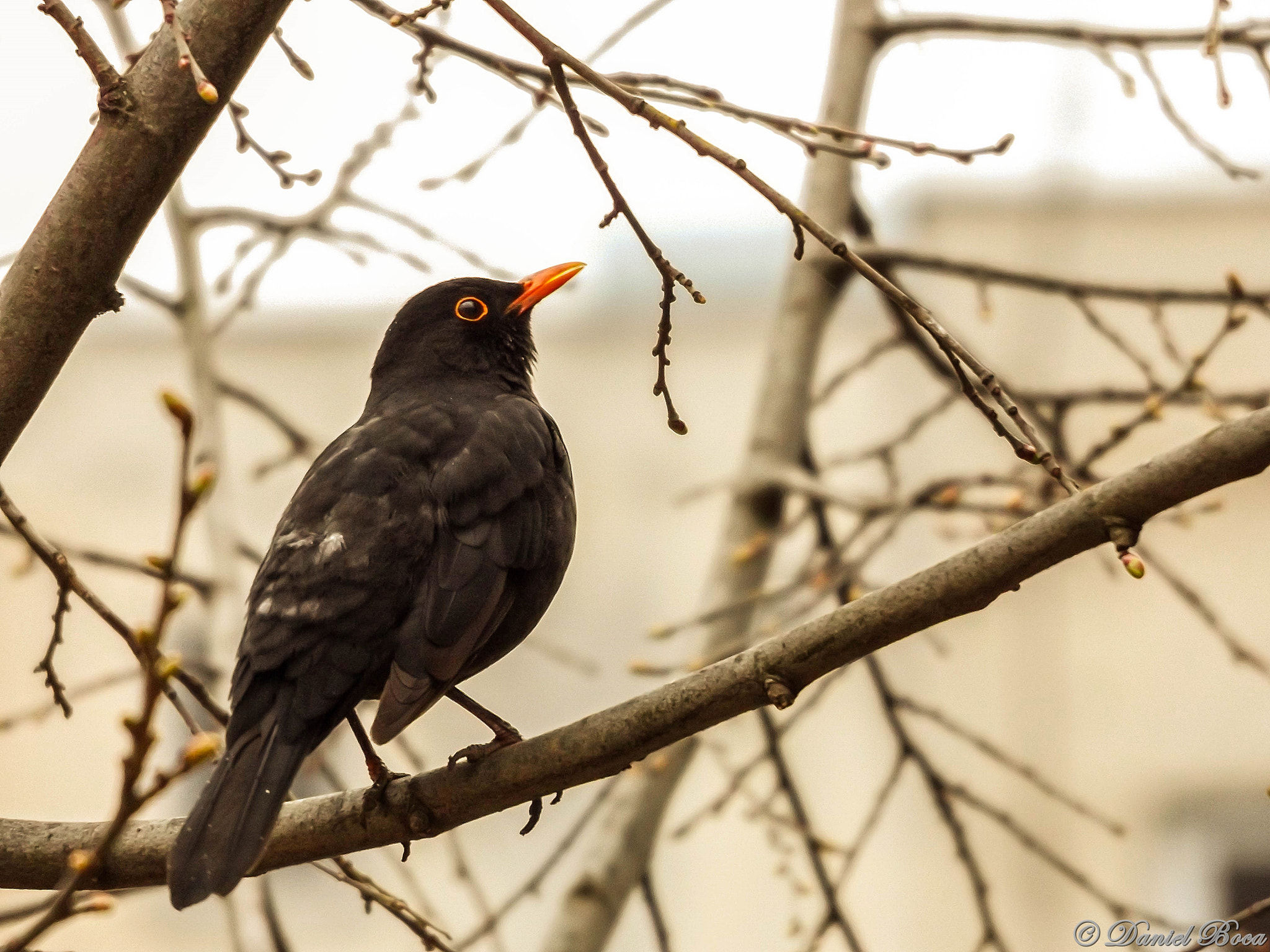 Fujifilm FinePix S8600 sample photo. Waiting for spring photography