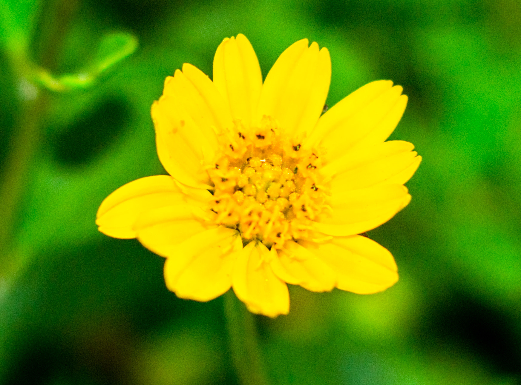 Canon EOS 700D (EOS Rebel T5i / EOS Kiss X7i) sample photo. Sweety photography