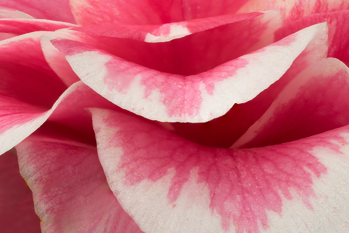 Sony a7R + Sony FE 90mm F2.8 Macro G OSS sample photo. Cold flame photography