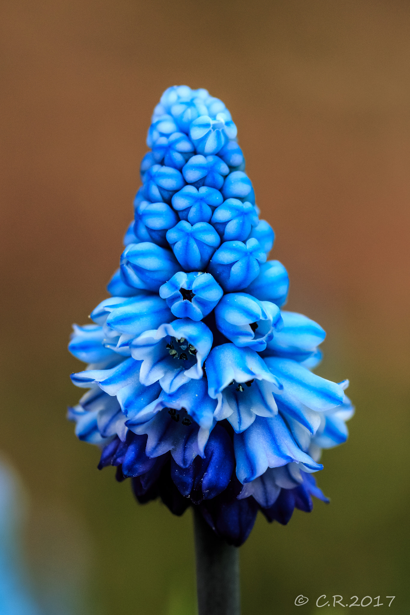 Sigma 105mm F2.8 EX DG OS HSM sample photo. Blümchen photography