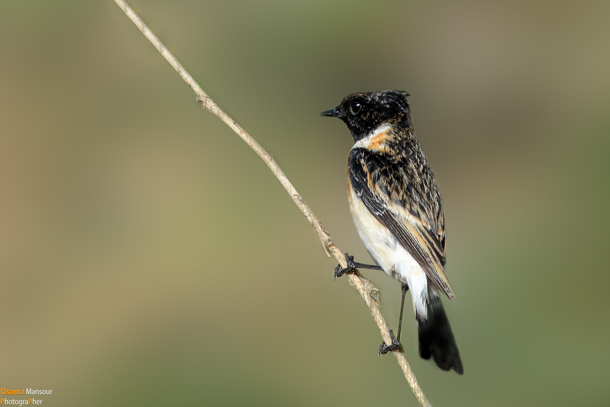 Nikon D610 + Nikon AF-S Nikkor 300mm F4D ED-IF sample photo. The pride of a bird photography