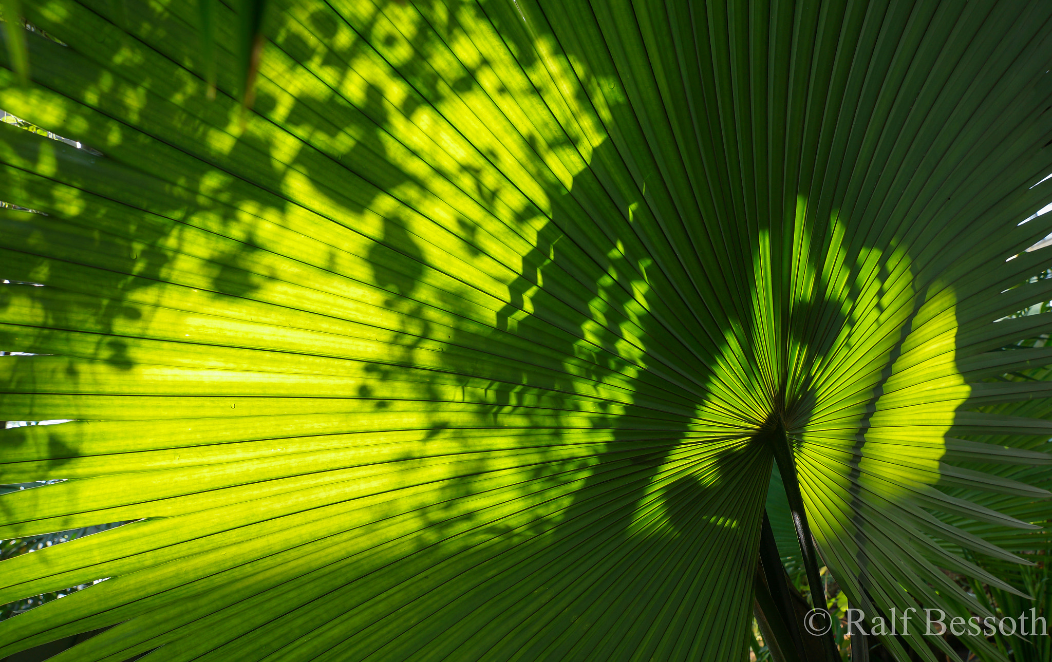 Sony a99 II sample photo. Shadow leaf photography