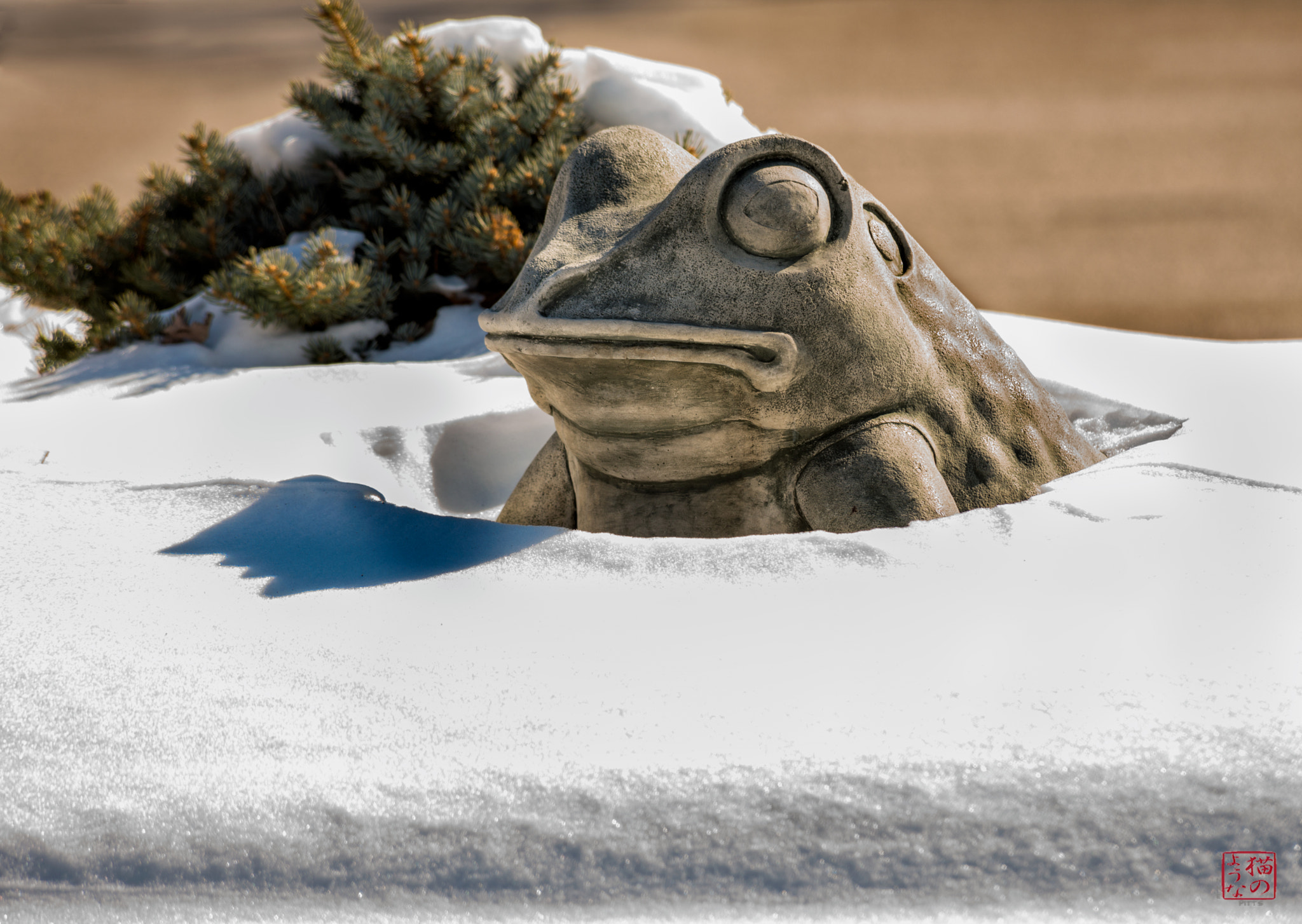 Nikon D800 sample photo. The great northern snow frog emerges photography