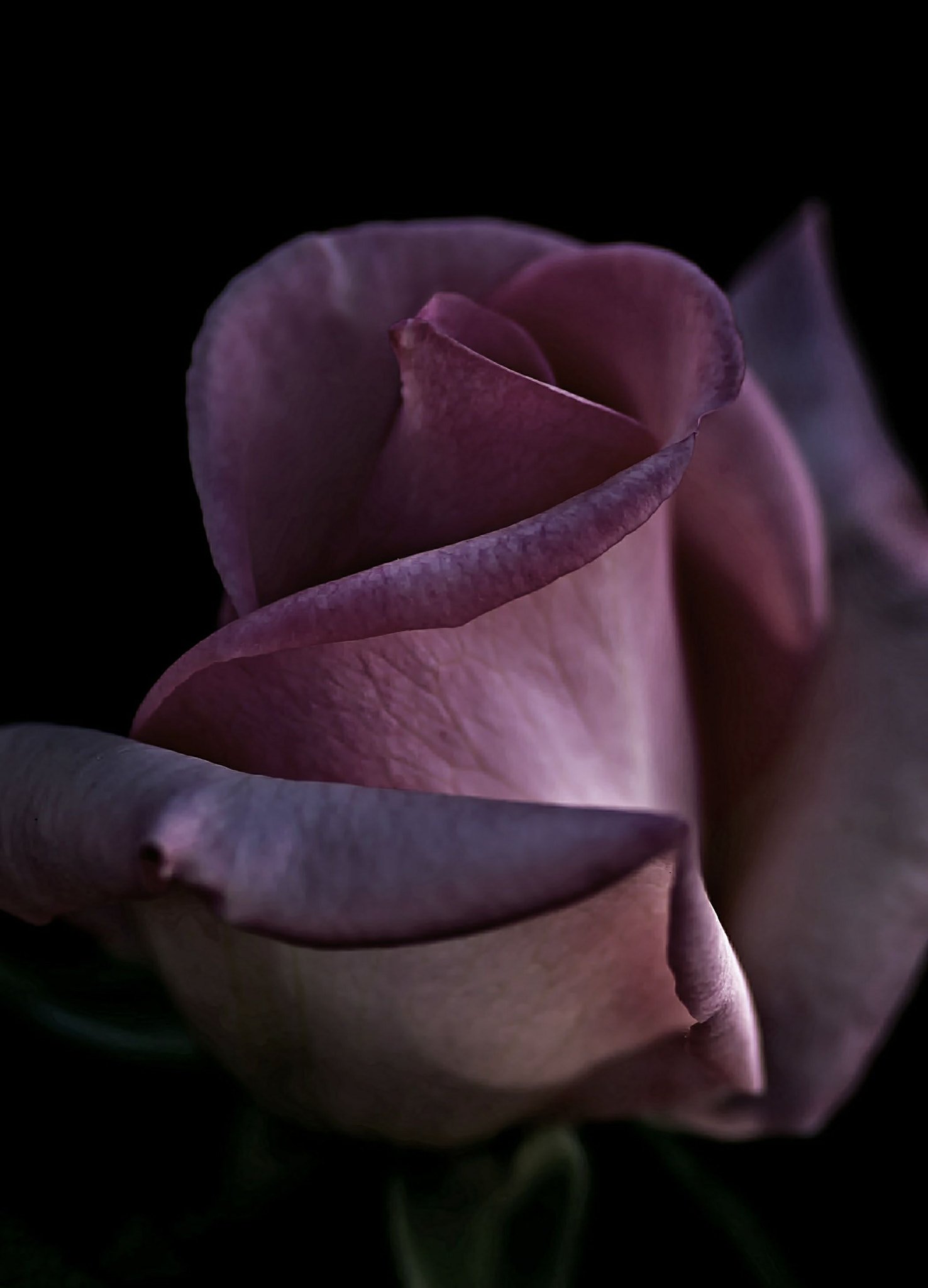 Pentax K-50 sample photo. Pale rose photography