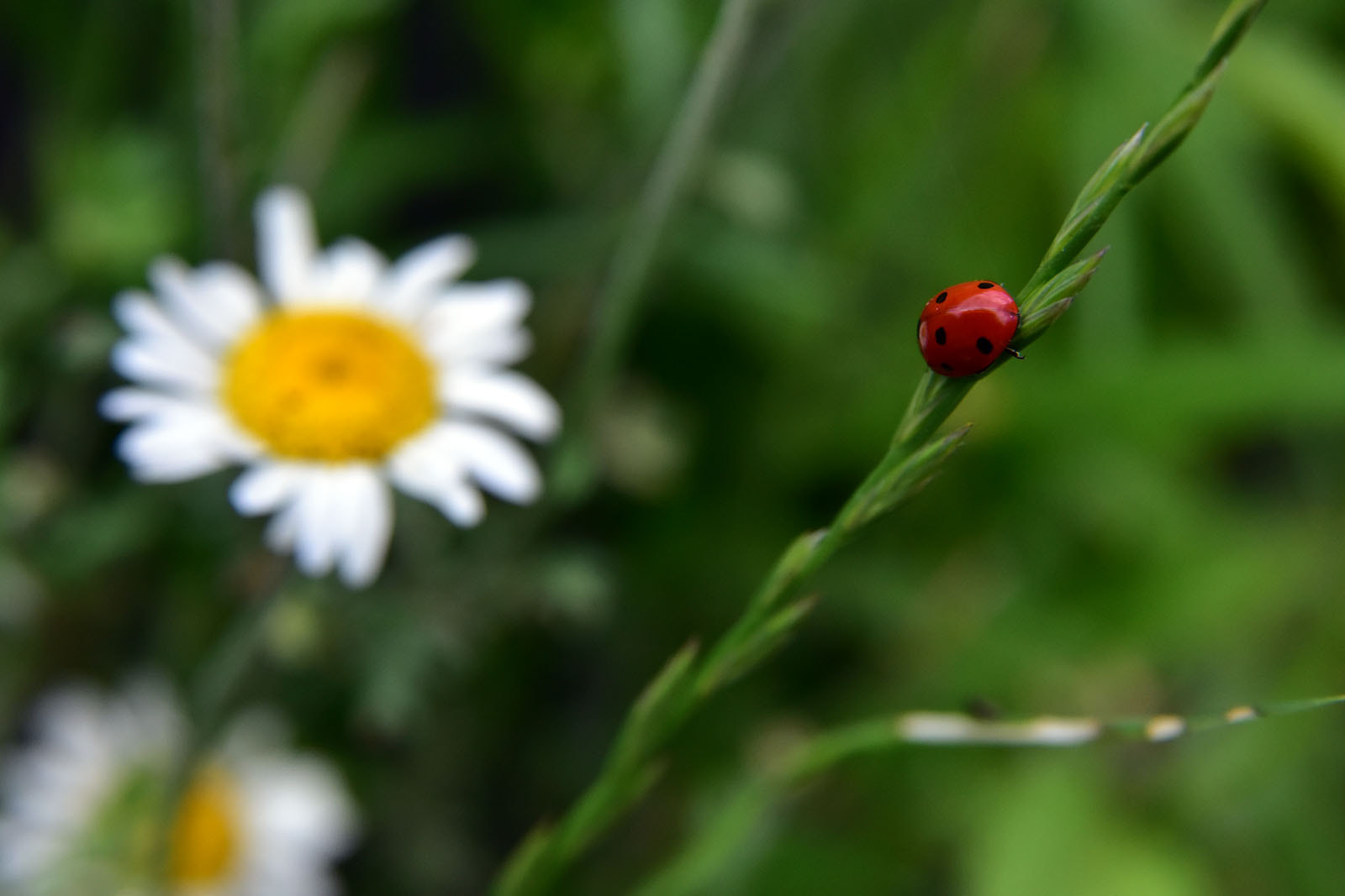 Nikon AF Nikkor 24-85mm F2.8-4D IF sample photo. Brave ladybug... photography