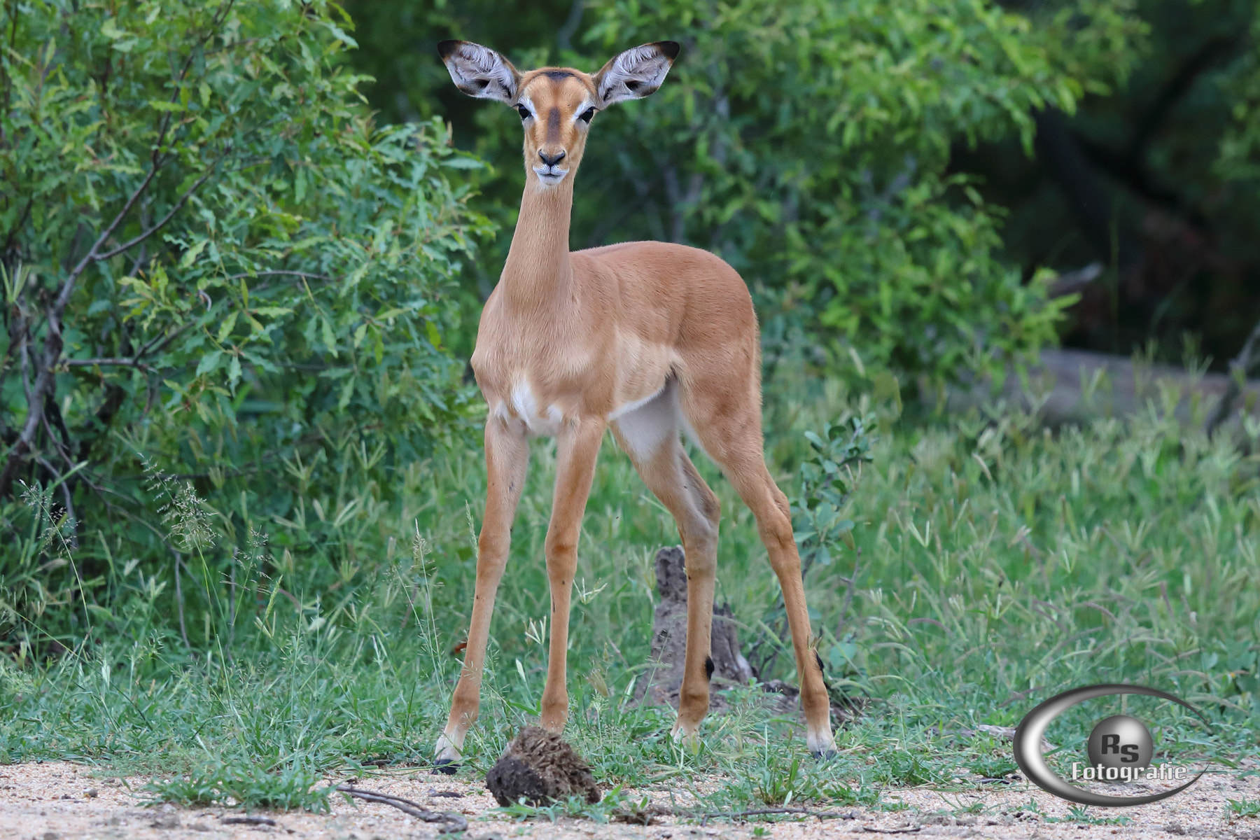 Canon EOS 5D Mark IV + Canon EF 100-400mm F4.5-5.6L IS USM sample photo. Young impala photography