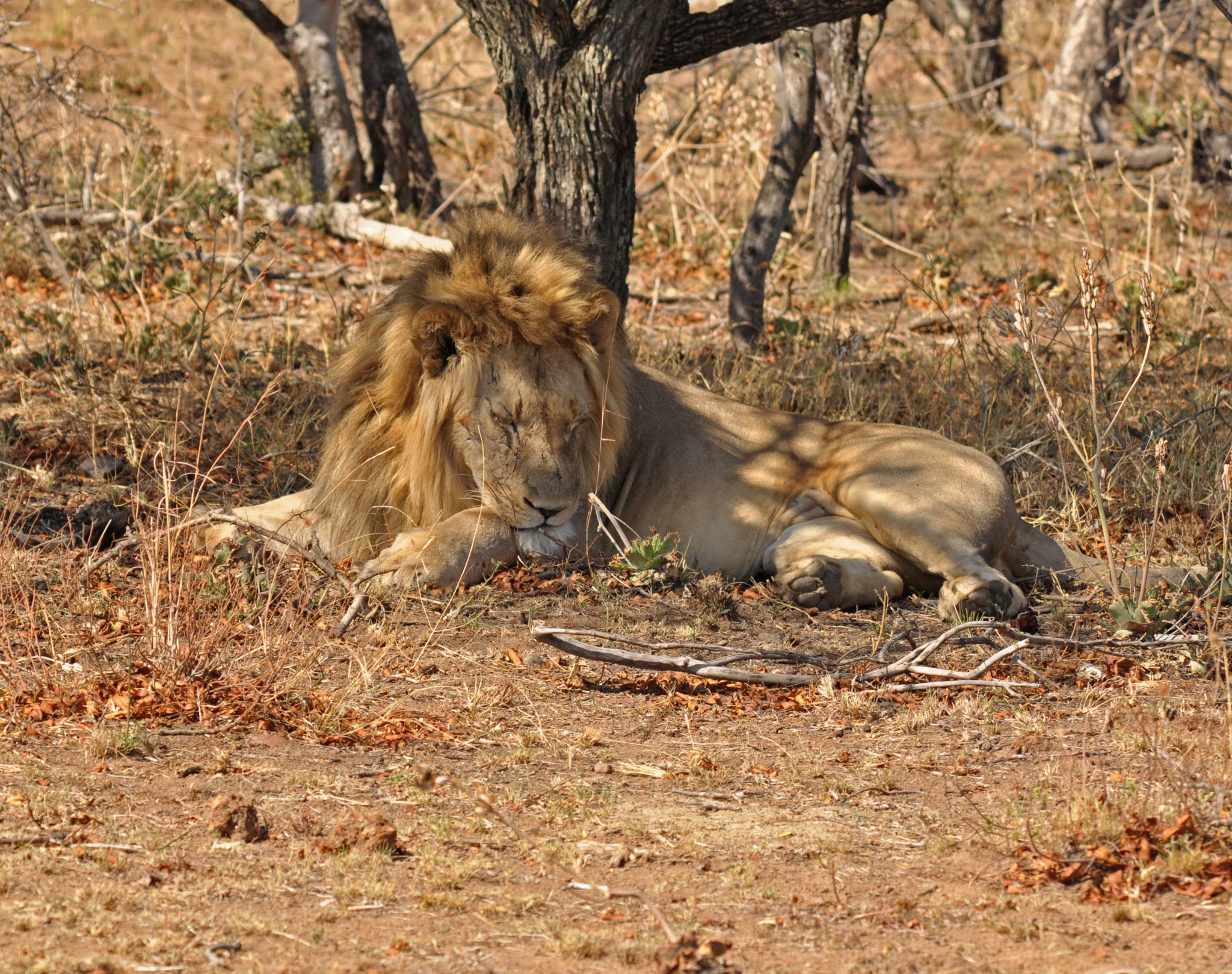 Sigma 150-500mm F5-6.3 DG OS HSM sample photo. Male lion. photography