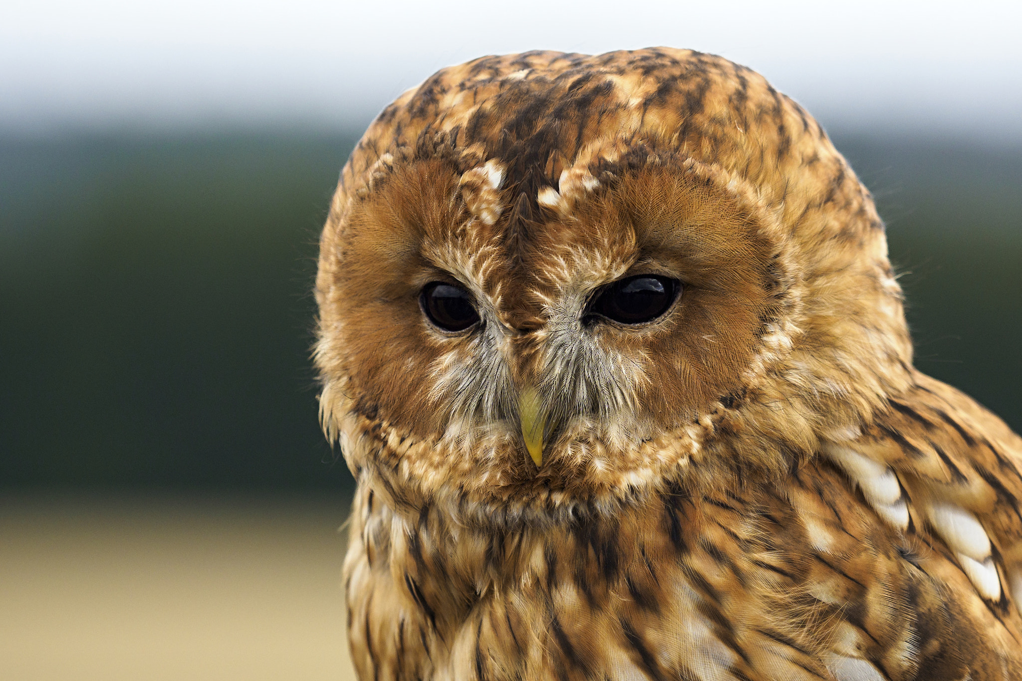 Olympus OM-D E-M1 Mark II + Olympus M.Zuiko Digital ED 40-150mm F2.8 Pro sample photo. Tawny owl photography