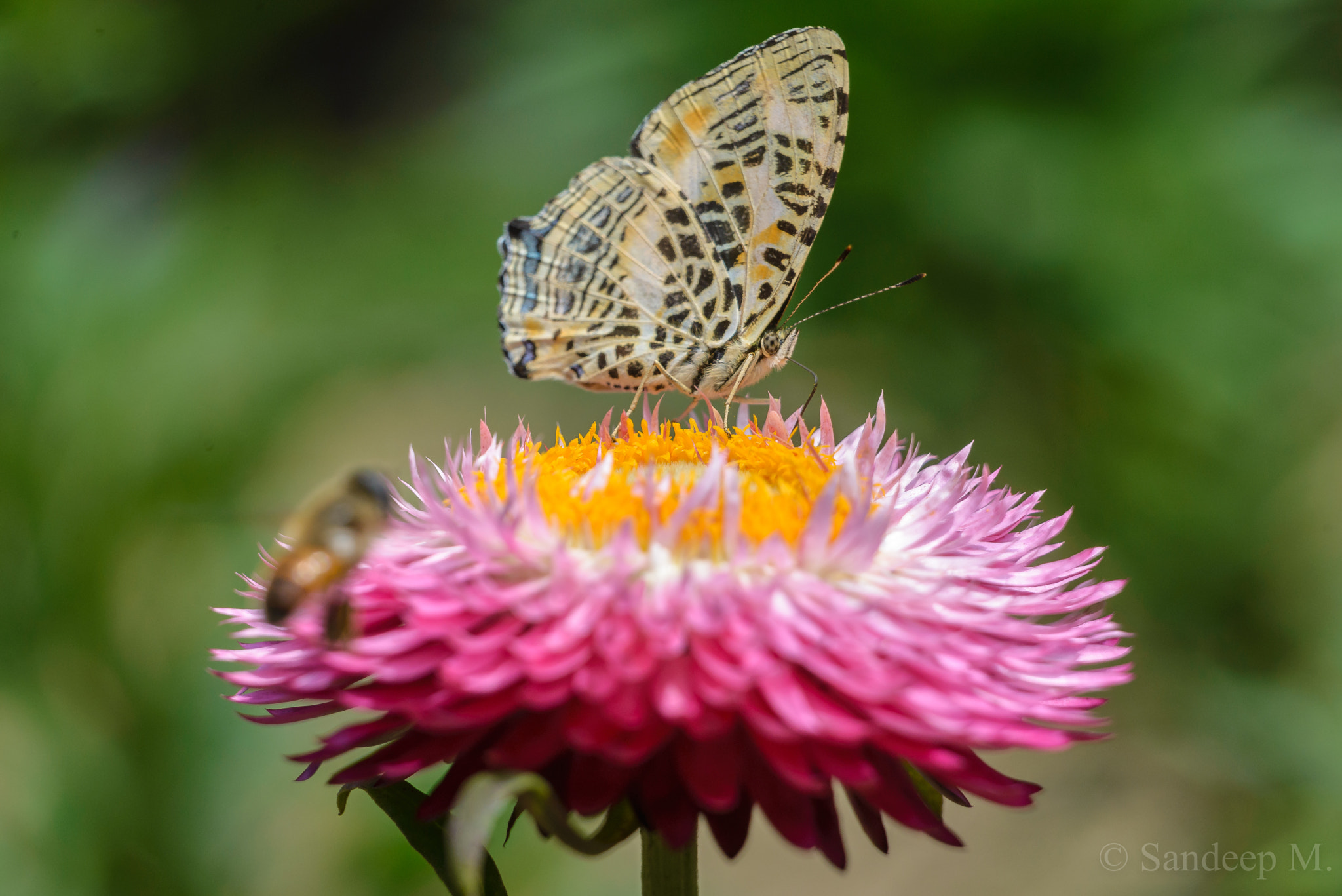 Nikon D600 sample photo. Colorful nature photography