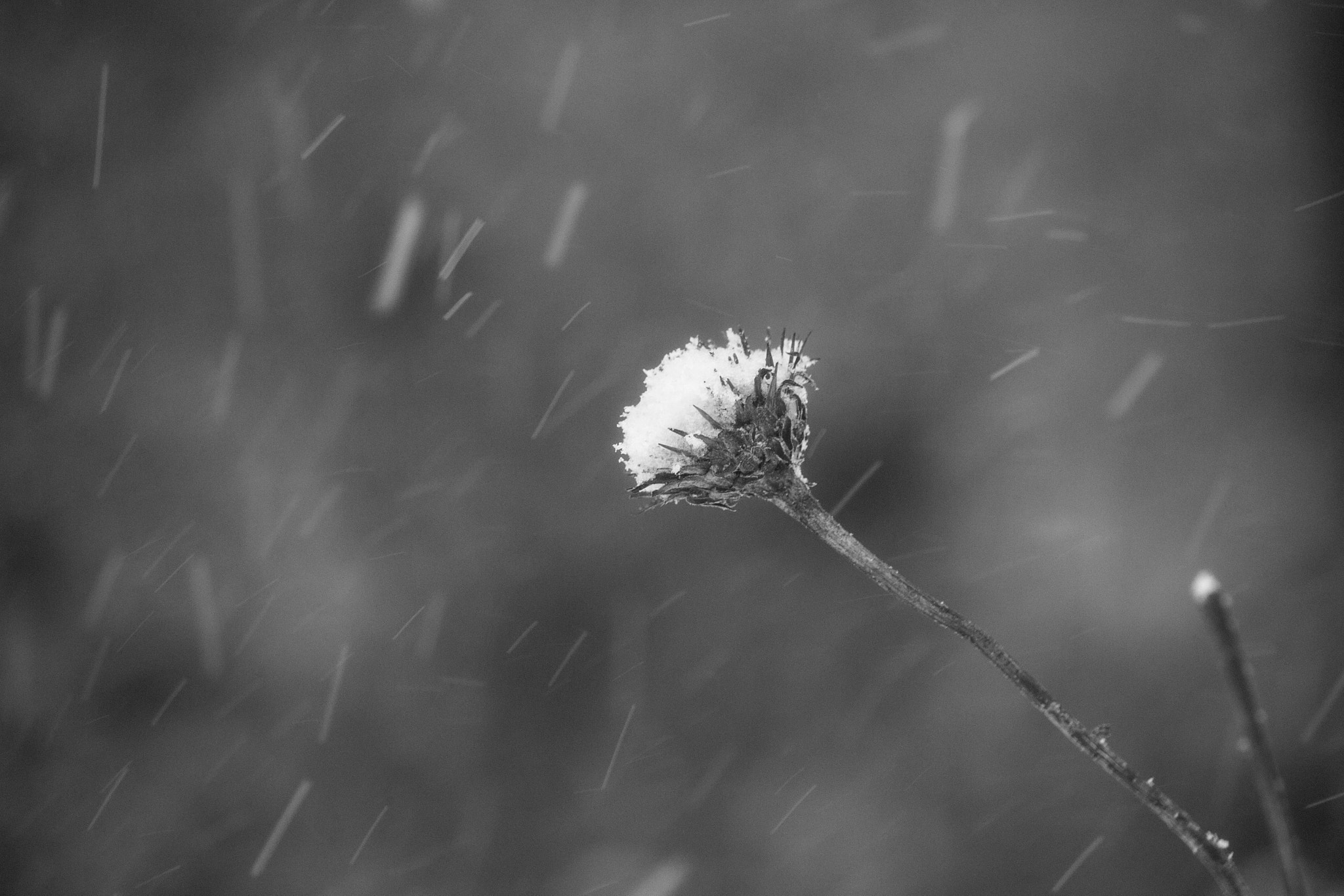 Canon EF-S 55-250mm F4-5.6 IS STM sample photo. Dead coneflower photography