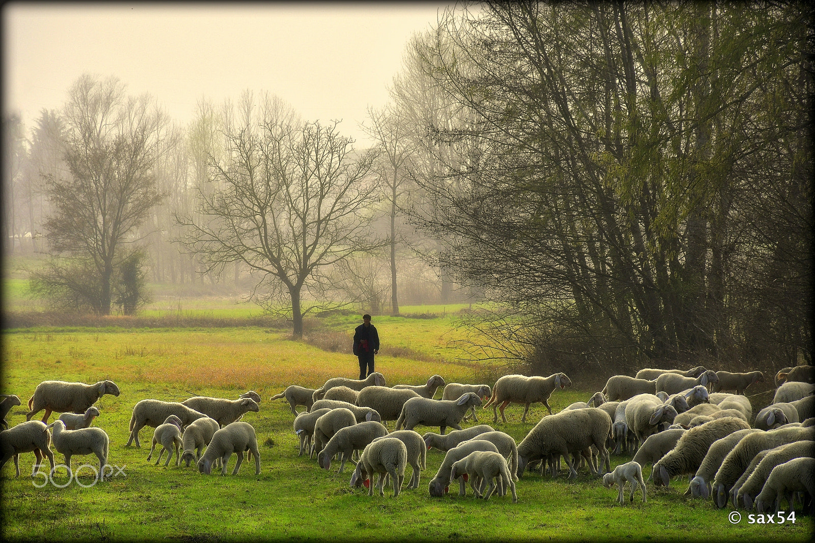 Nikon D500 sample photo. The flock and the shepherd photography