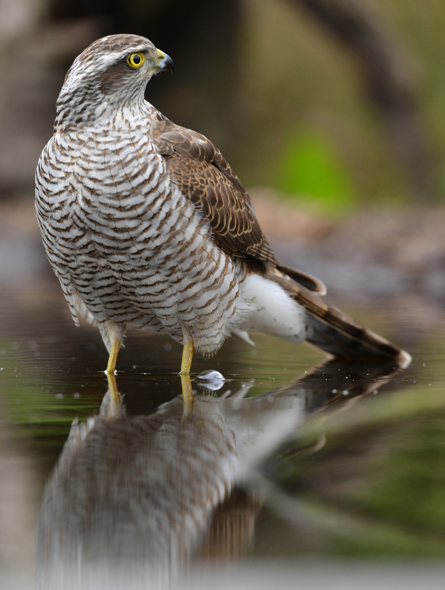 Nikon AF-S Nikkor 500mm F4G ED VR sample photo. Sperwer photography