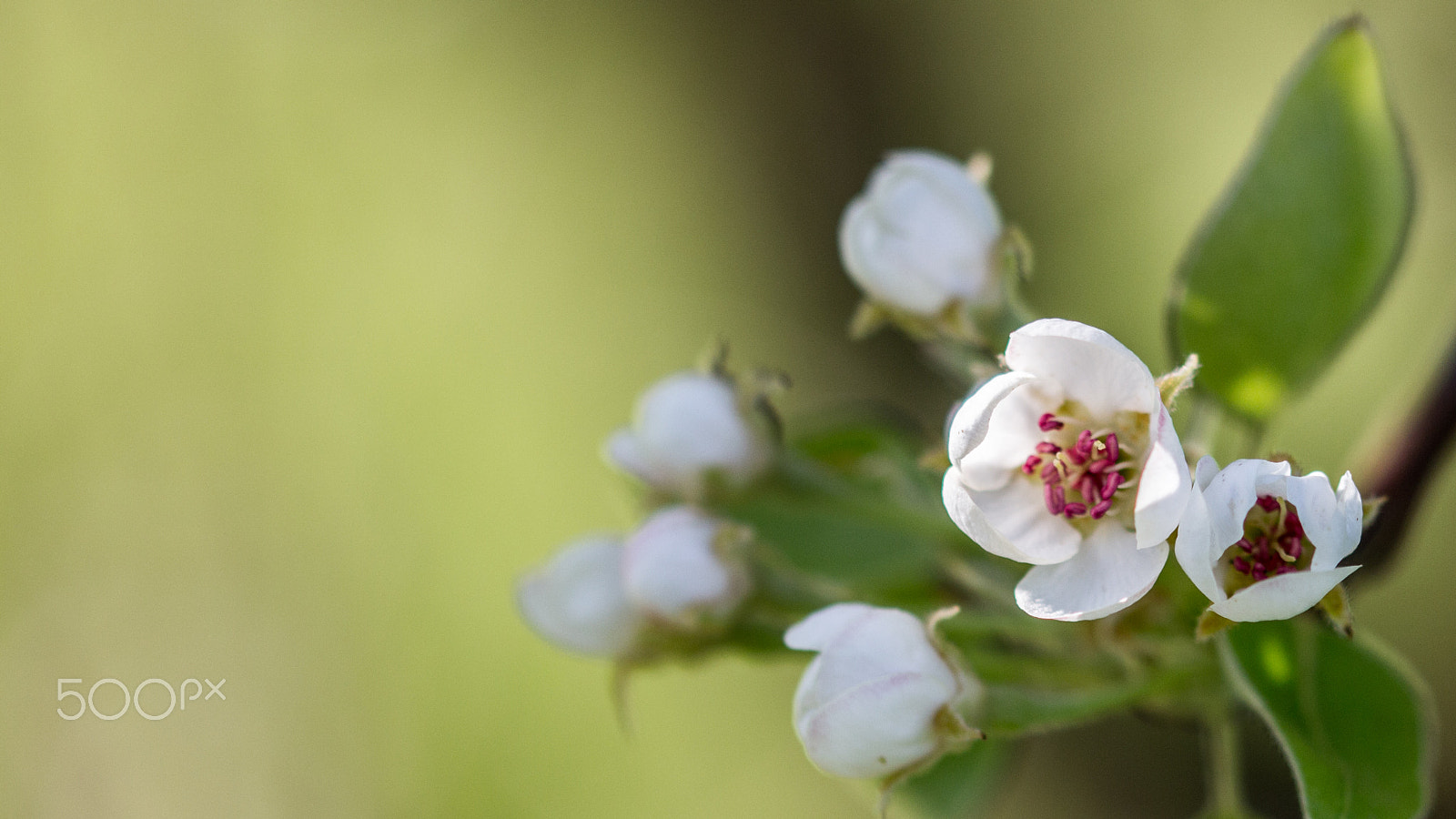Sigma 105mm F2.8 EX DG OS HSM sample photo. Spring macro photography