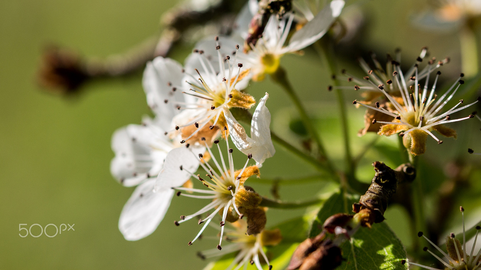 Sigma 105mm F2.8 EX DG OS HSM sample photo. Spring macro photography