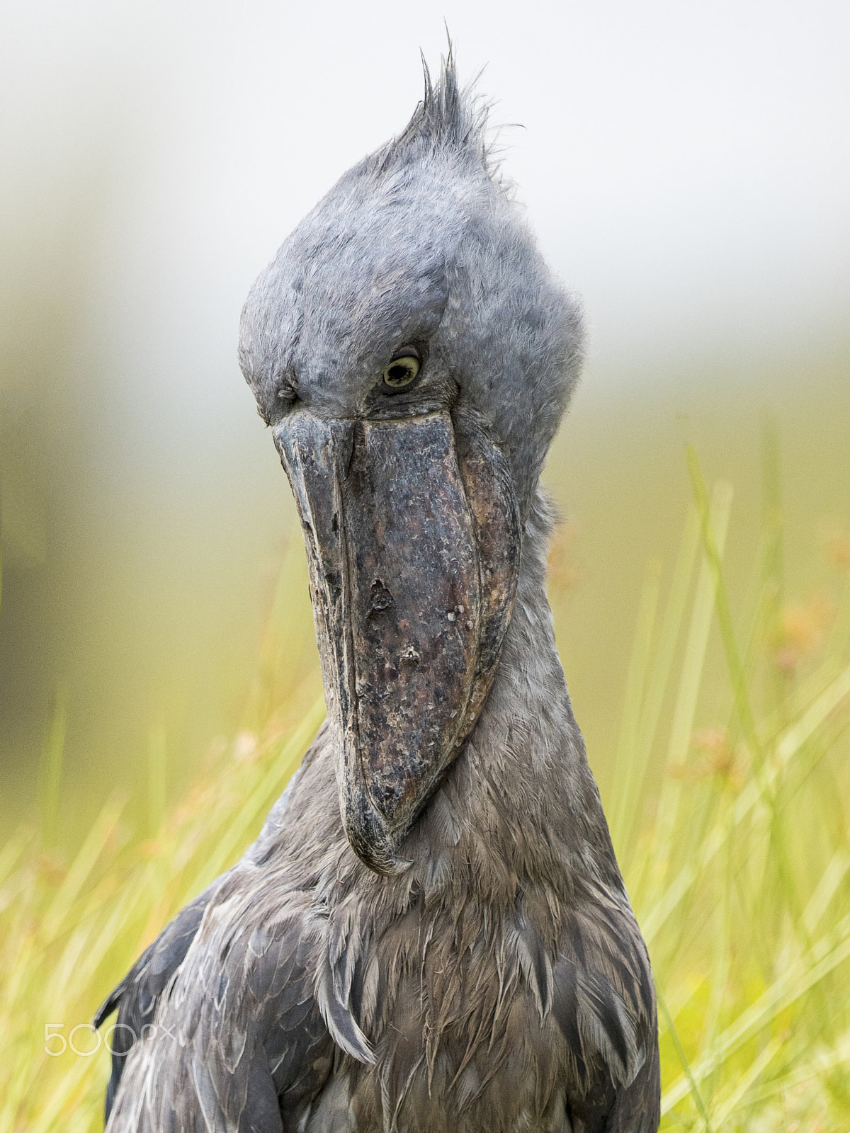 Nikon D810 + Nikon AF-S Nikkor 500mm F4G ED VR sample photo. Bashful shoebill stork photography