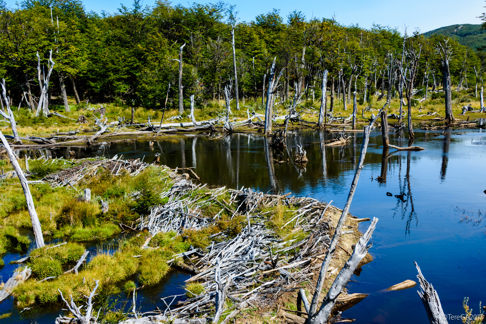 Nikon D7200 sample photo. Naturaleza muerta. parque nacional tierra del fuego. argentina photography