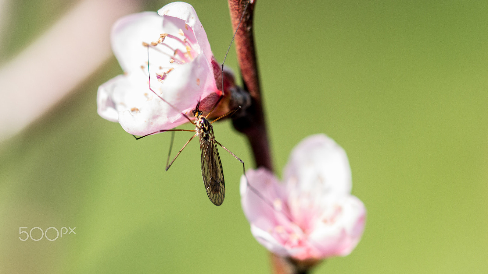 Sigma 105mm F2.8 EX DG OS HSM sample photo. Spring macro photography