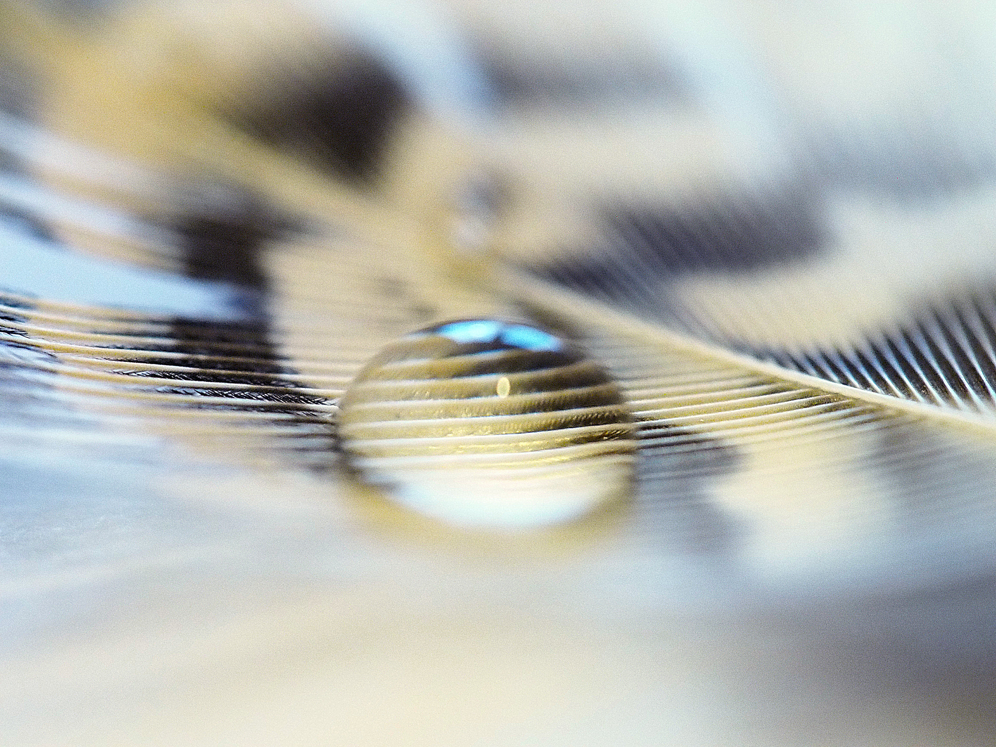 Olympus M.Zuiko Digital ED 60mm F2.8 Macro sample photo. Feather photography