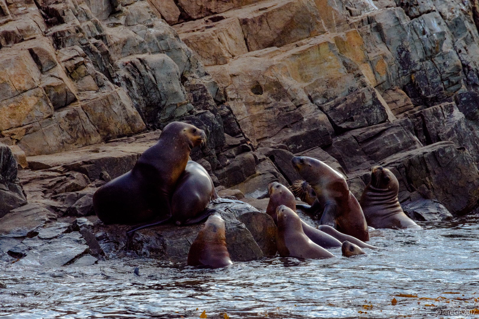 Nikon D7200 sample photo. Reunión de lobos photography