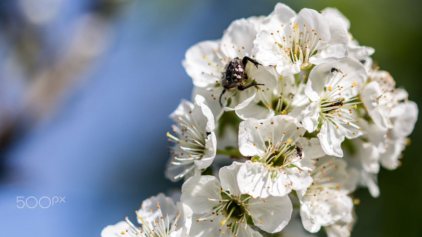 Canon EOS 650D (EOS Rebel T4i / EOS Kiss X6i) sample photo. Spring macro photography