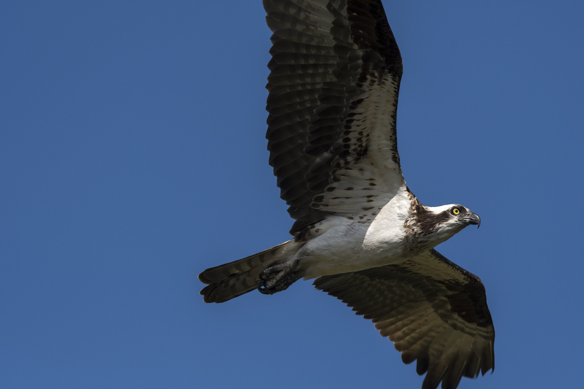 Nikon D500 + Nikon Nikkor AF-S 300mm F4E PF ED VR sample photo. The last week of winter photography