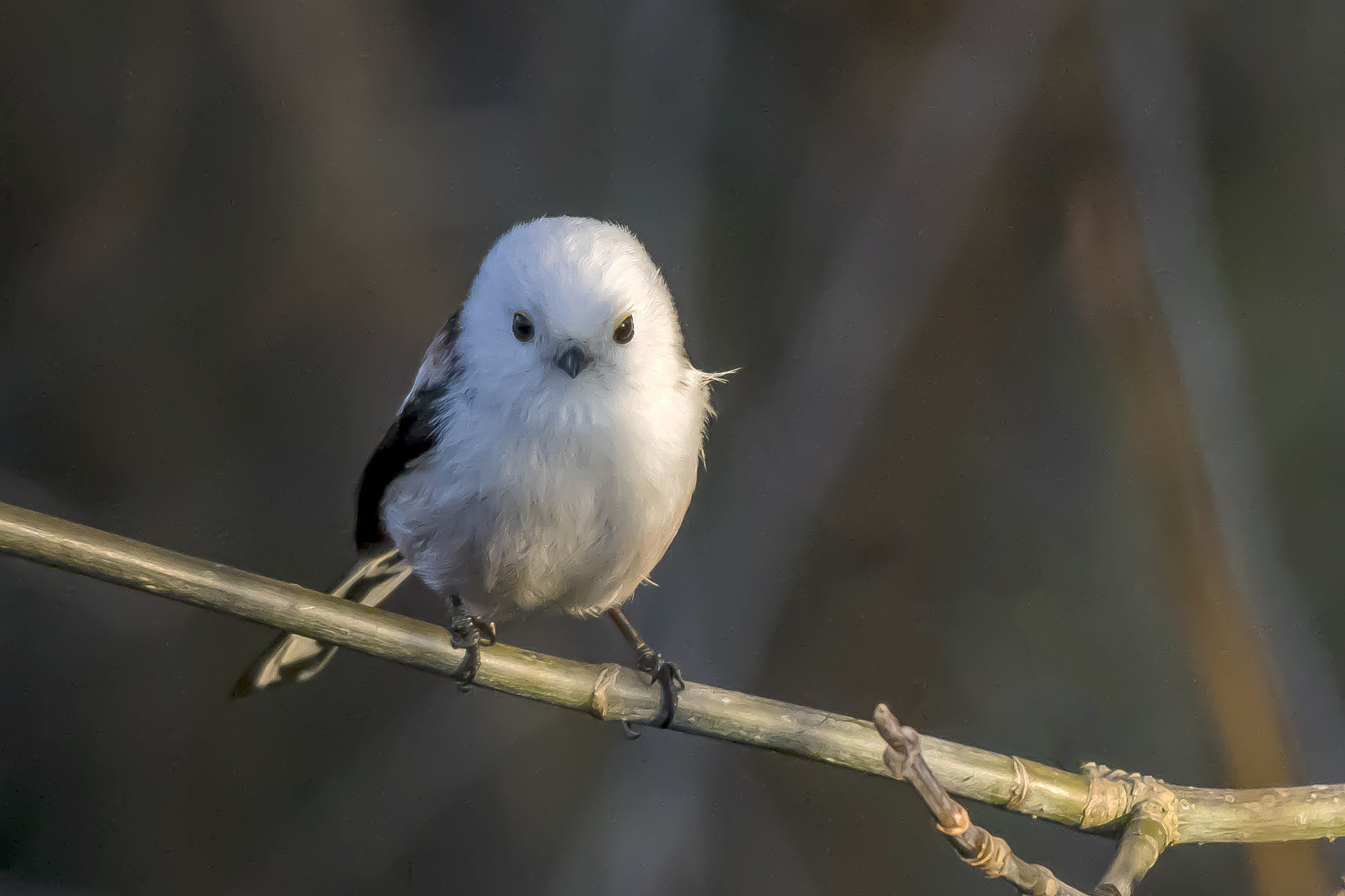 Pentax K-3 + Sigma sample photo. Aegithalos caudatus photography