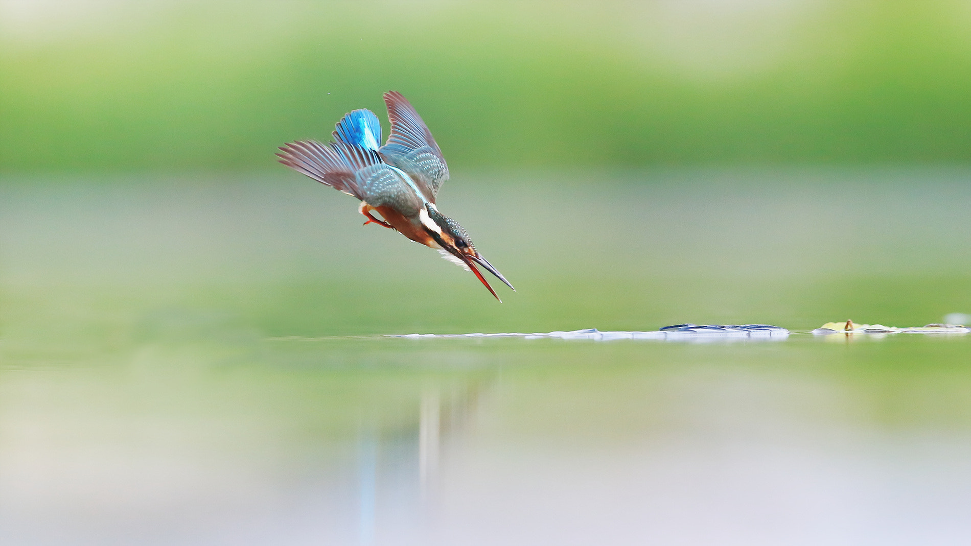 Canon EF 400mm F2.8L IS II USM sample photo. Kingfisher photography