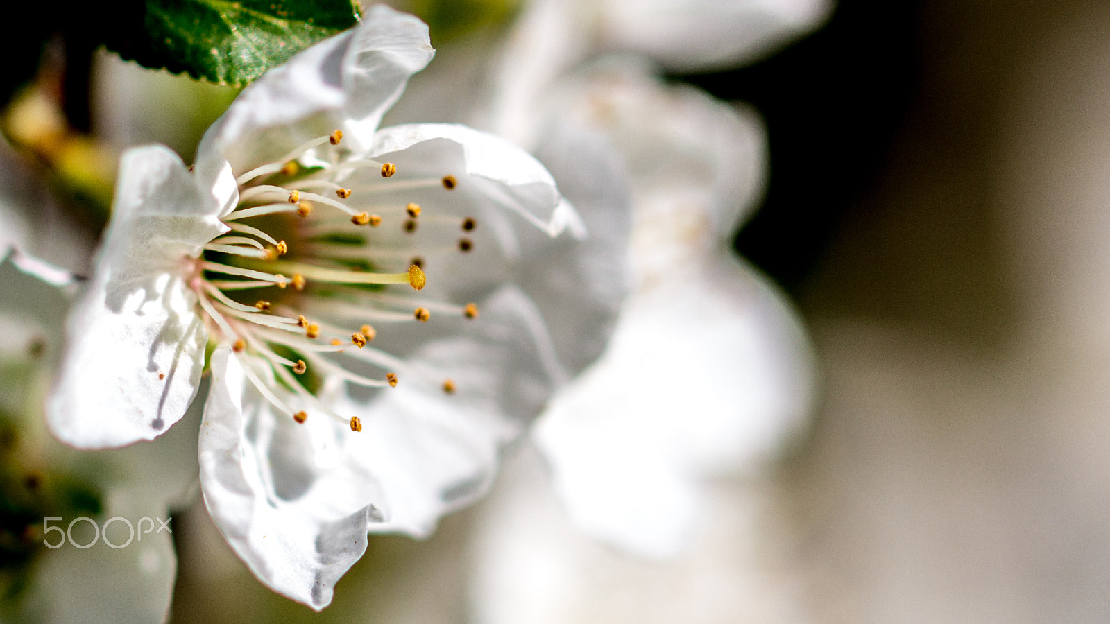 Sigma 105mm F2.8 EX DG OS HSM sample photo. Spring macro photography