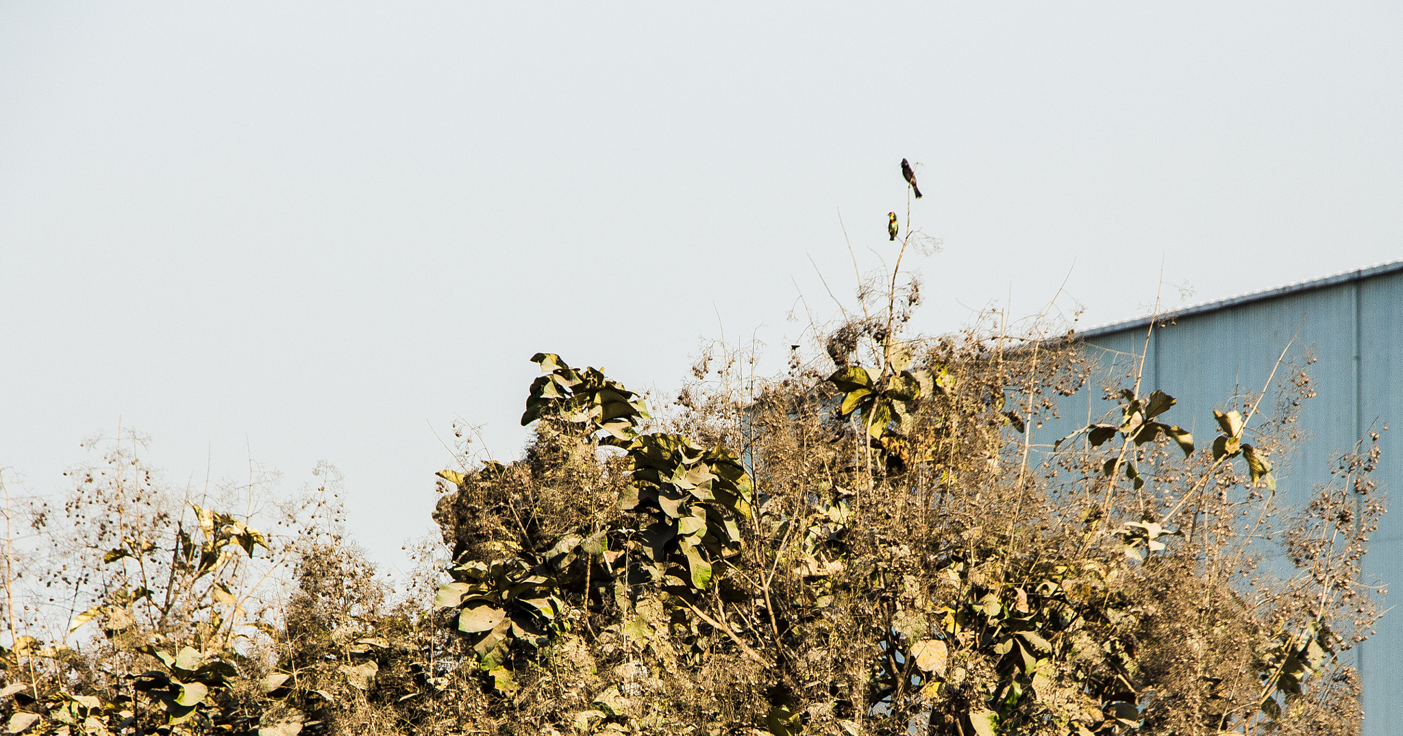Canon EOS 700D (EOS Rebel T5i / EOS Kiss X7i) sample photo. Birds photography