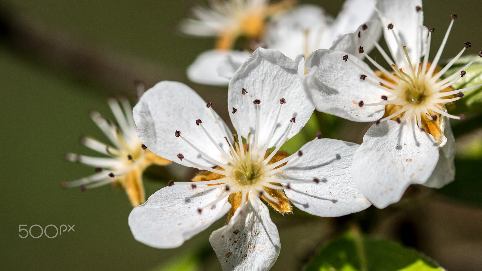 Sigma 105mm F2.8 EX DG OS HSM sample photo. Spring macro photography