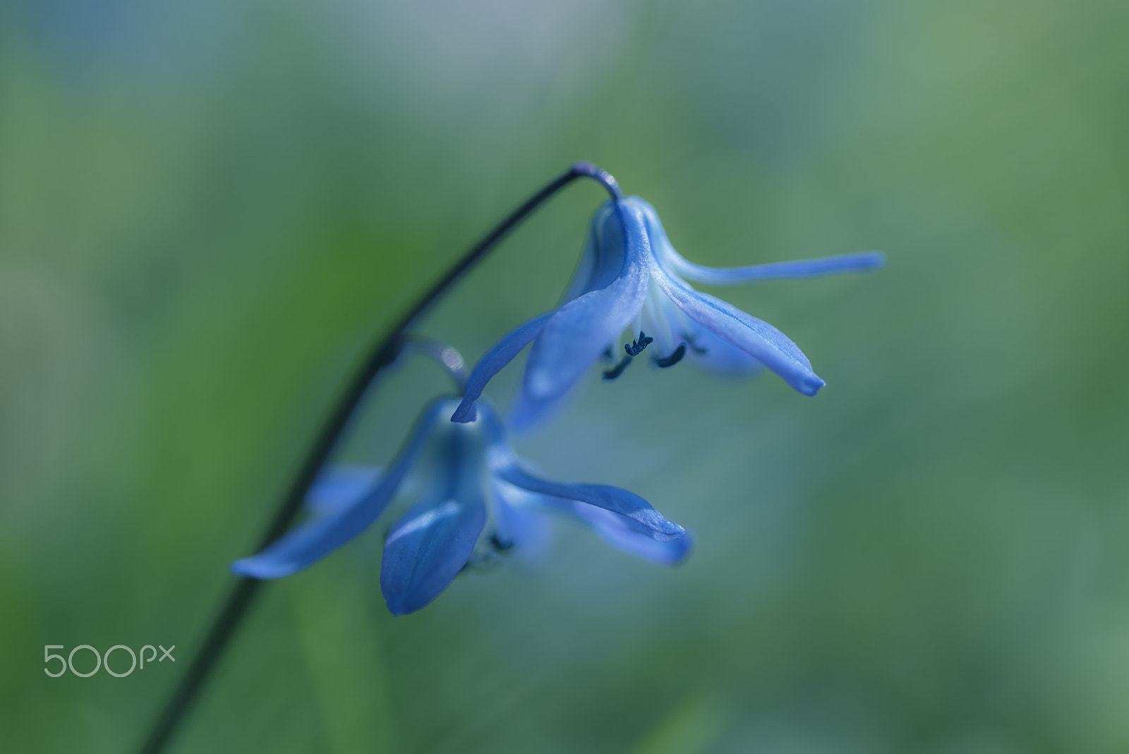 Nikon D750 + Tamron SP 90mm F2.8 Di VC USD 1:1 Macro (F004) sample photo. Blue spring flowers photography