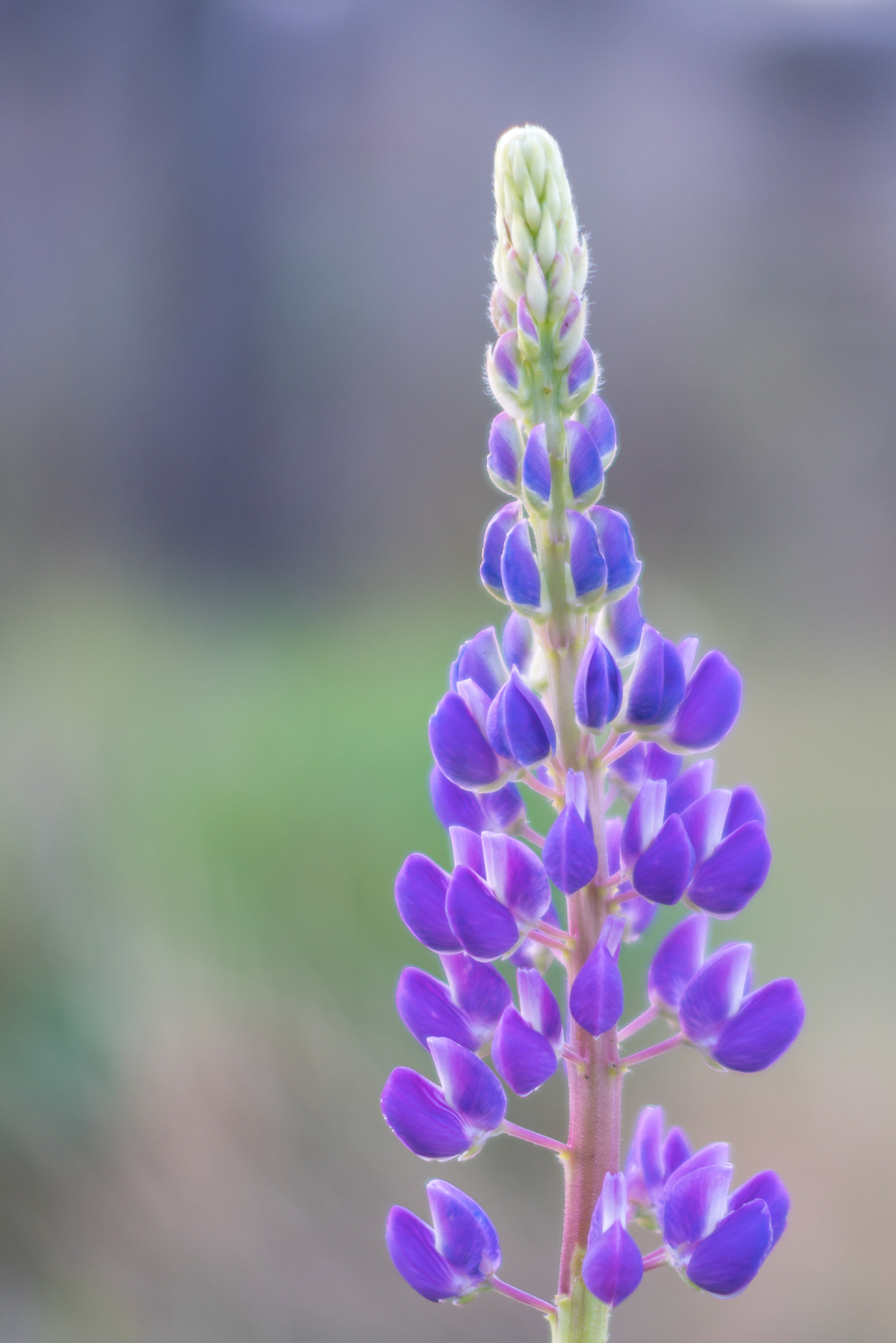 Pentax K-1 sample photo. Blue lupine blooming. photography