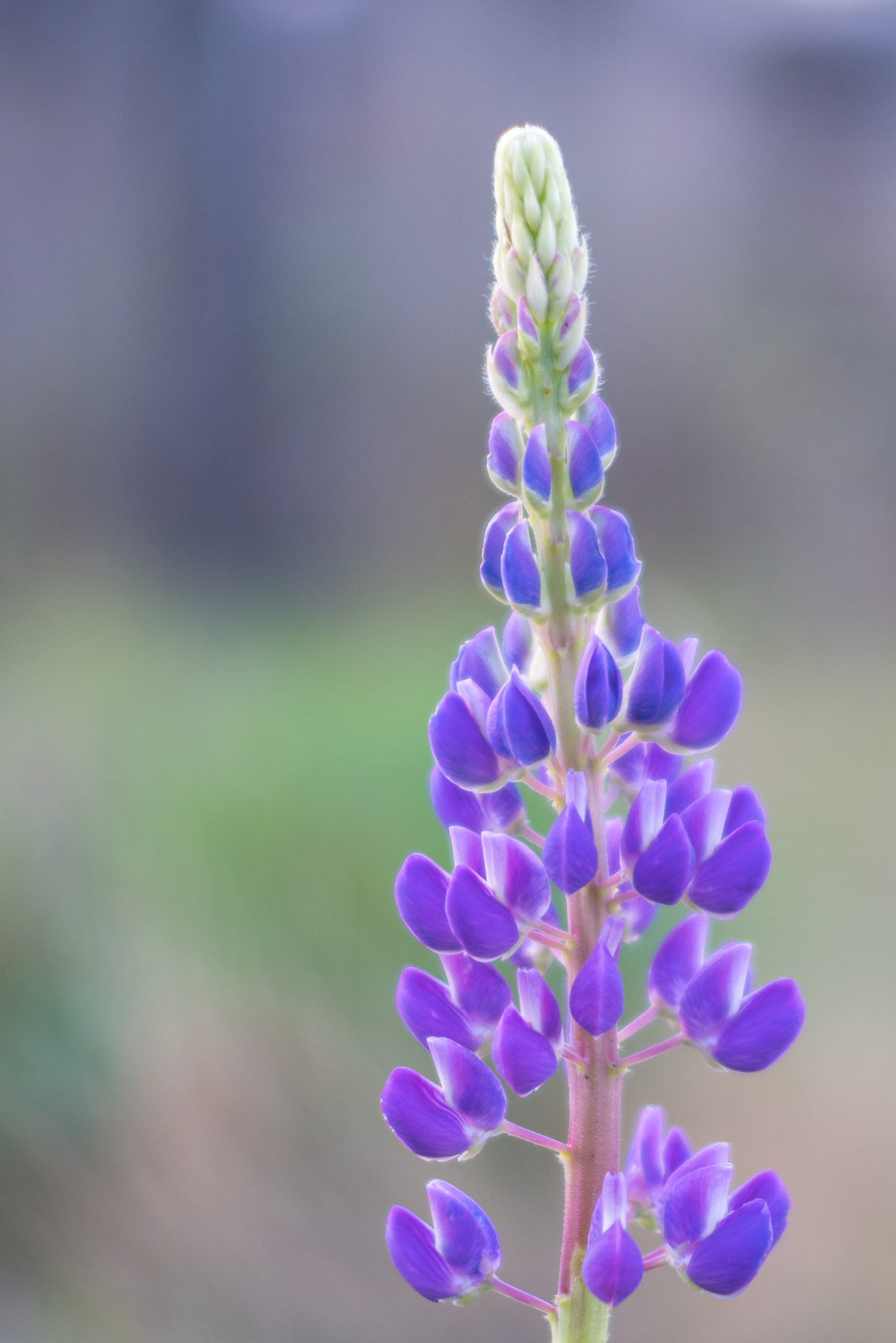 Pentax K-1 + Pentax smc DA 50mm F1.8 sample photo. Blue lupine blooming. photography