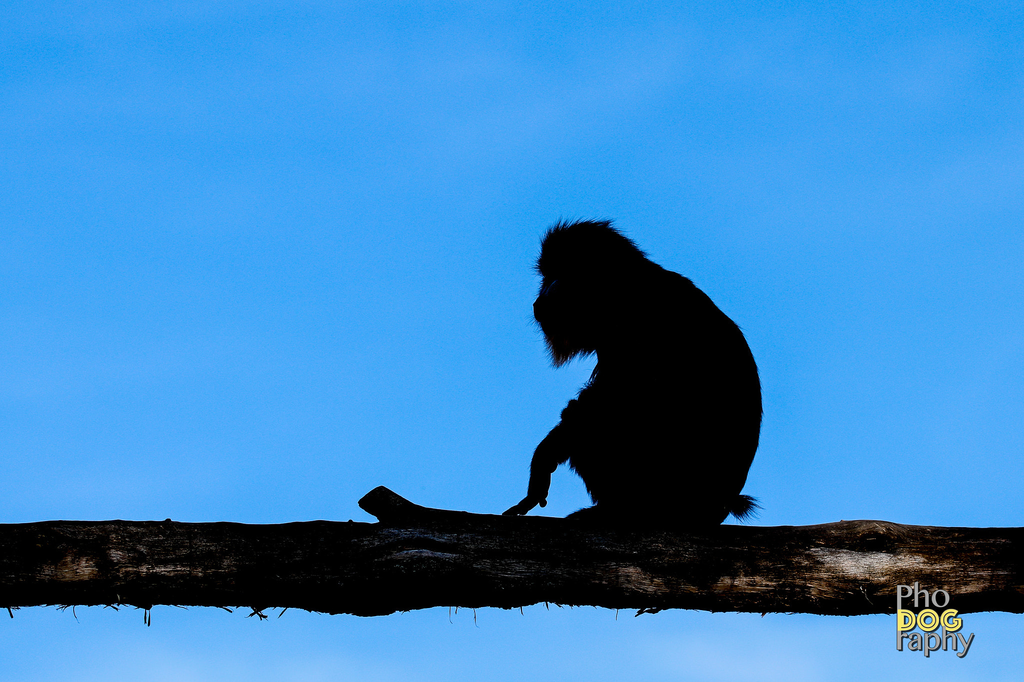 Sigma 105mm F2.8 EX DG OS HSM sample photo. Monkey silhouette photography