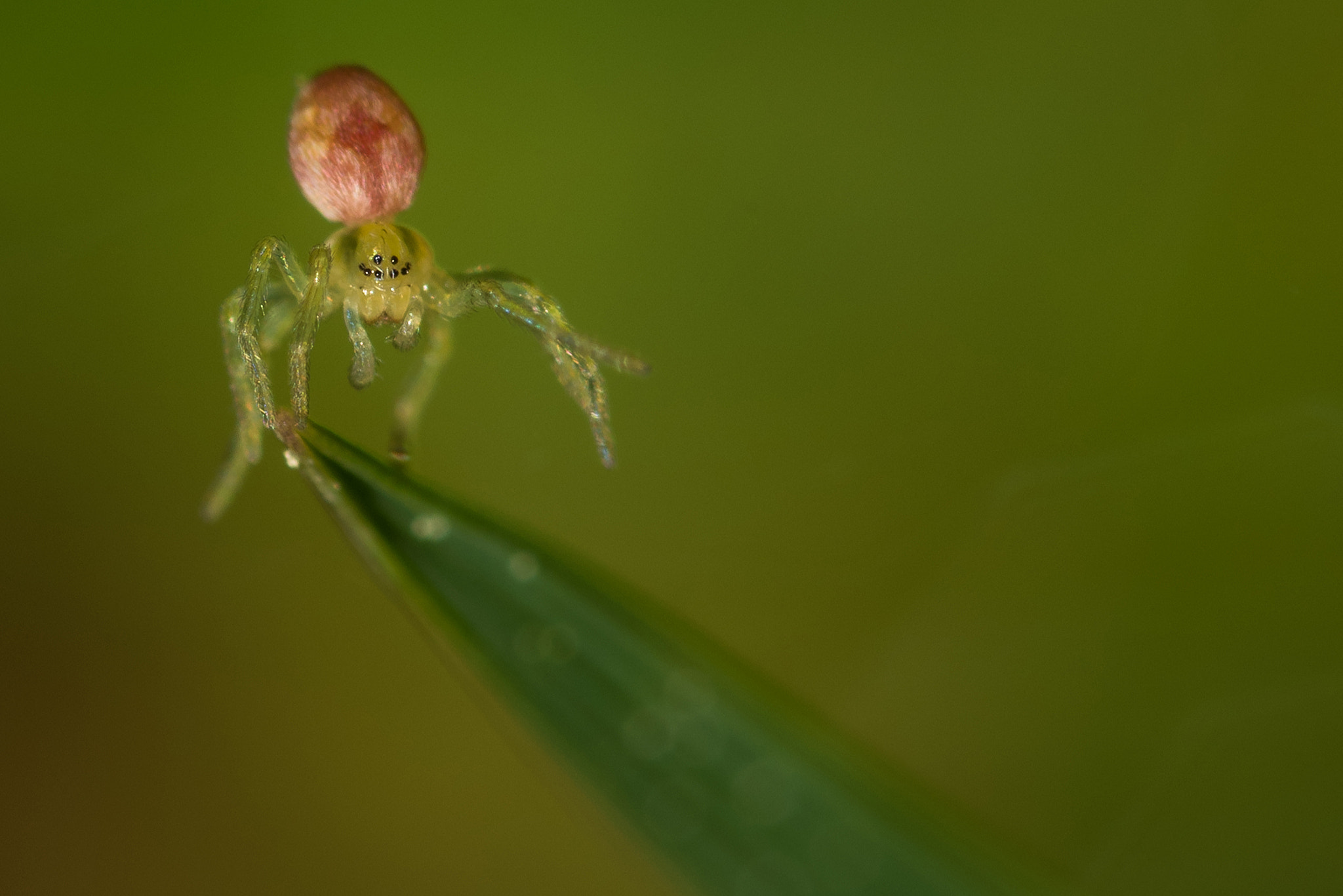 Nikon D810 + Nikon AF Micro-Nikkor 200mm F4D ED-IF sample photo. Hey, you, bokeh ! photography