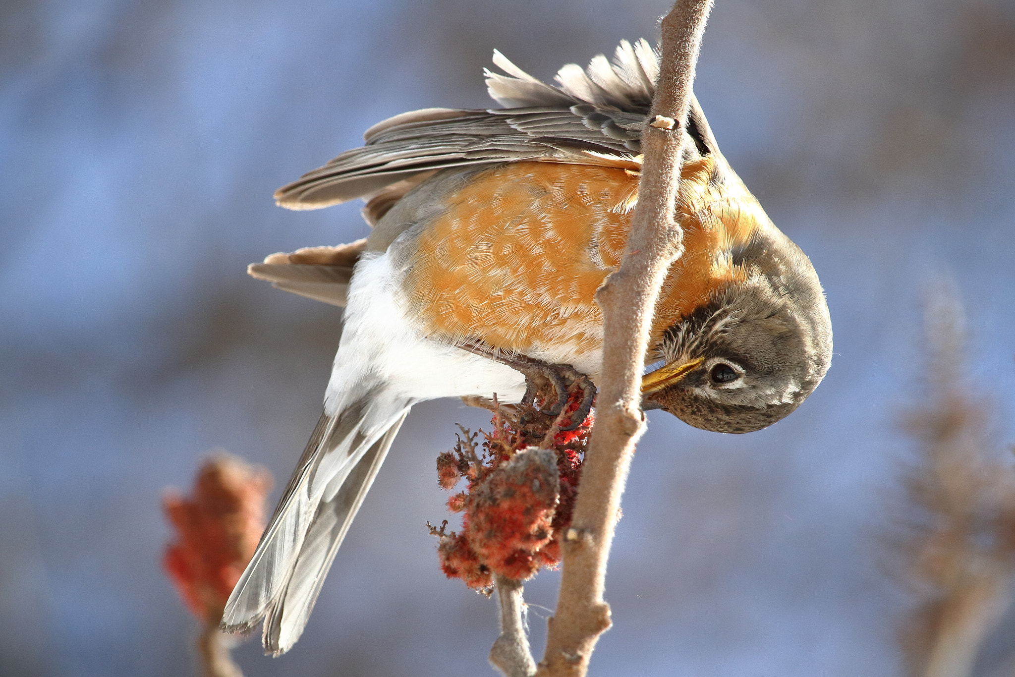 Canon EF-S 55-250mm F4-5.6 IS STM sample photo. Robin photography