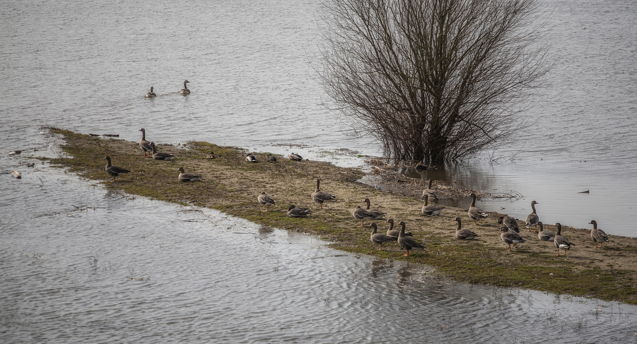 Canon EOS 5D + Canon EF 70-200mm F4L USM sample photo. Deventer photography