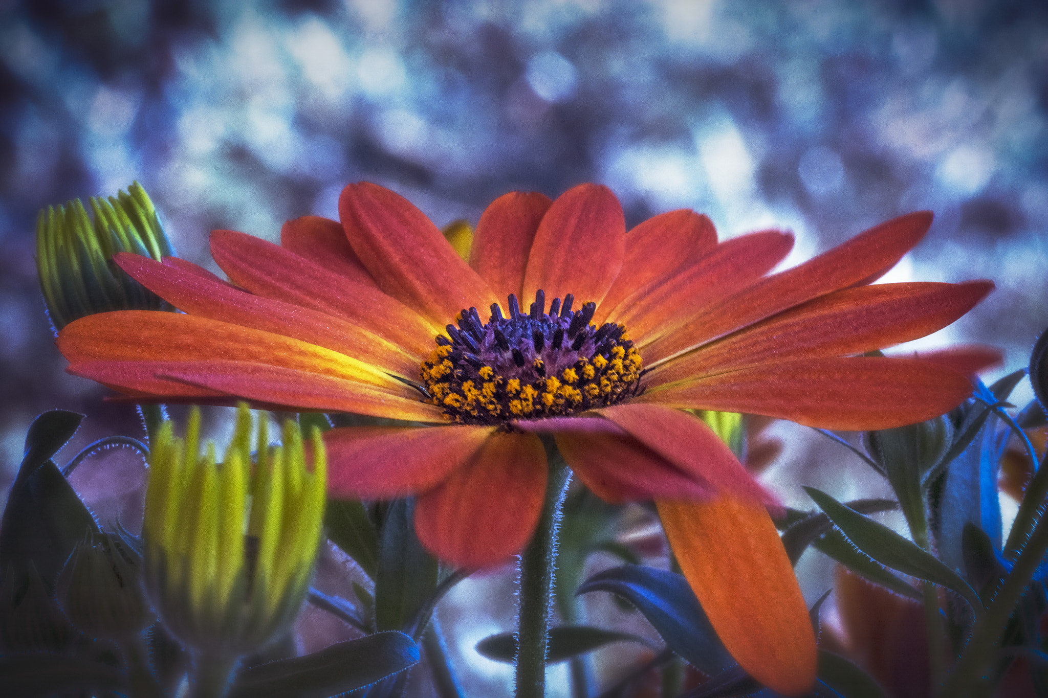 Sigma 105mm F2.8 EX DG OS HSM sample photo. Spring is coming 4 photography