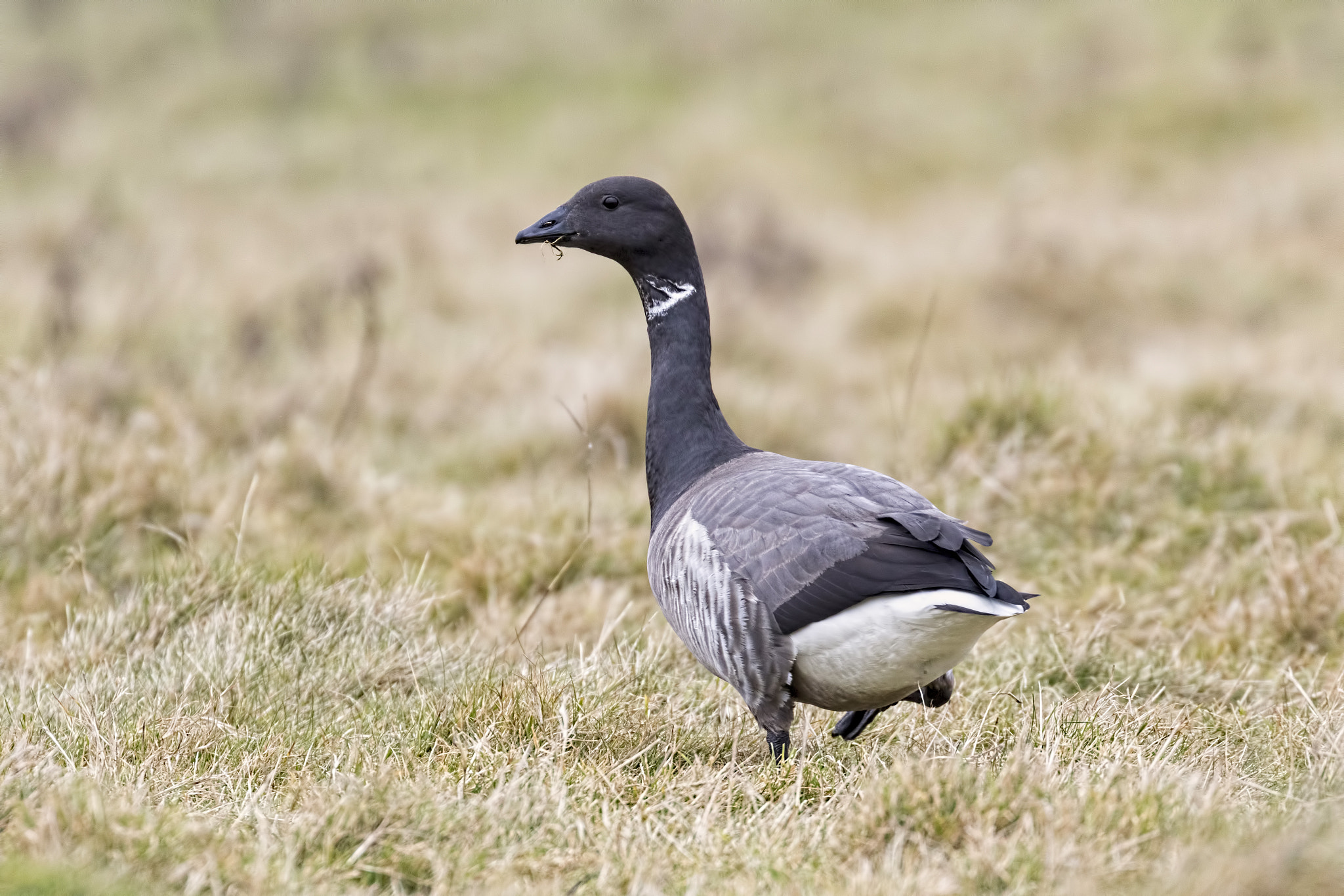 Canon EOS 7D Mark II + Canon EF 100-400mm F4.5-5.6L IS II USM sample photo. Brent goose photography
