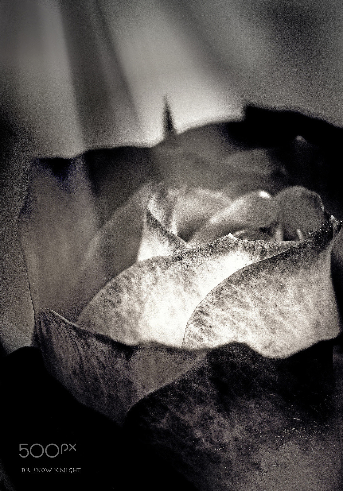 Nikon D5500 sample photo. Black flower photography