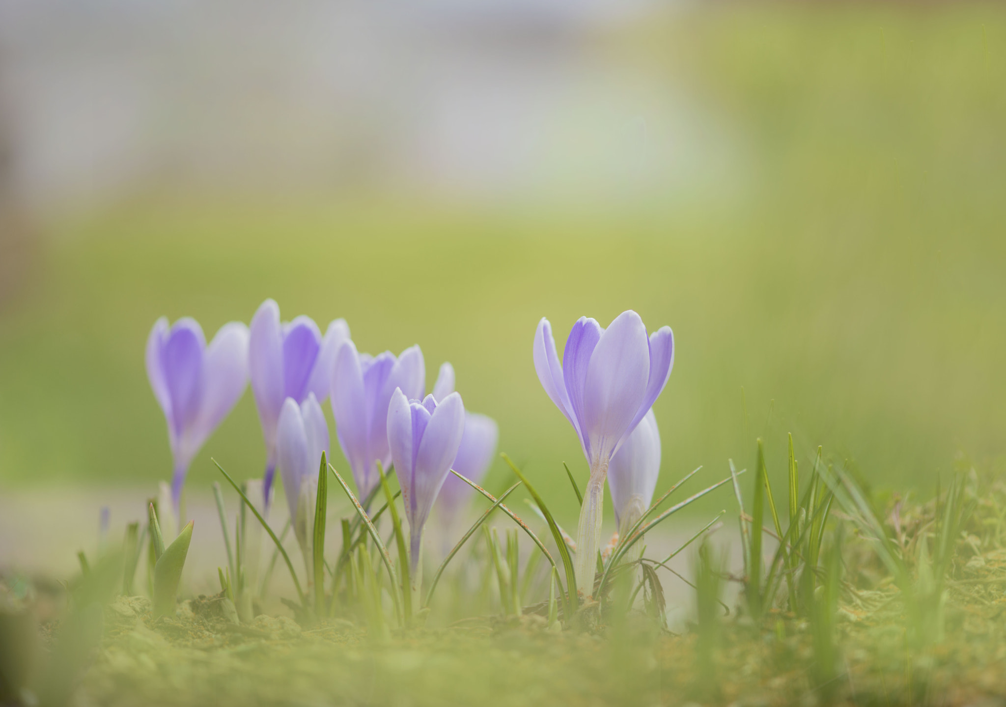 Nikon AF-S Micro-Nikkor 105mm F2.8G IF-ED VR sample photo. Spring is almost here photography