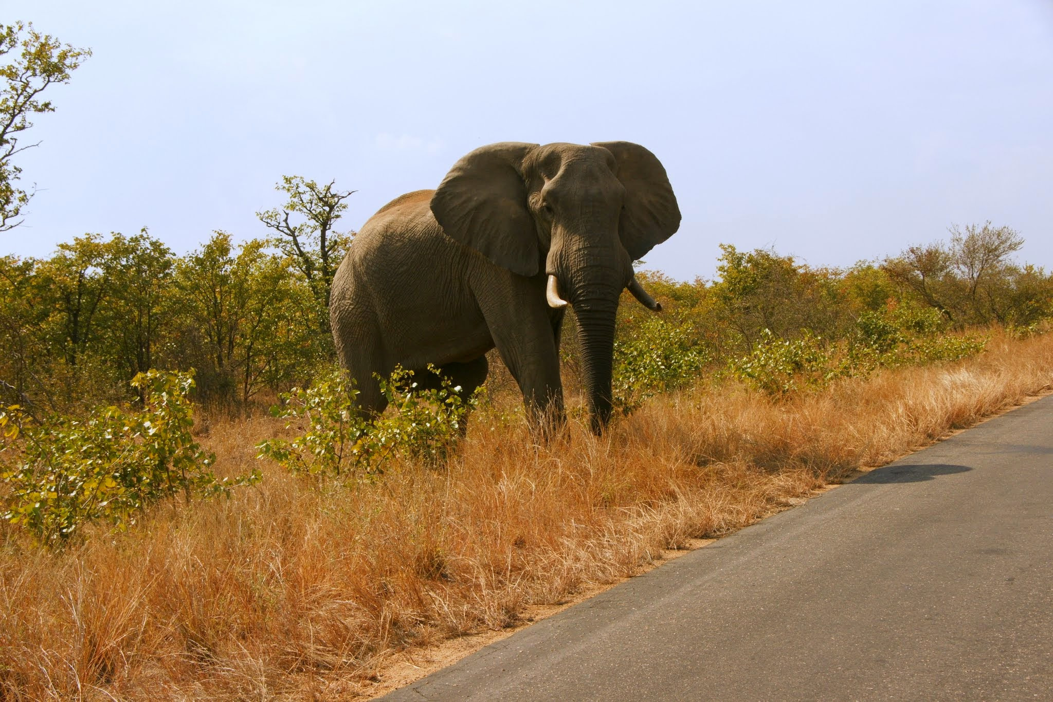 Sony Alpha DSLR-A700 sample photo. Kruger elephant photography