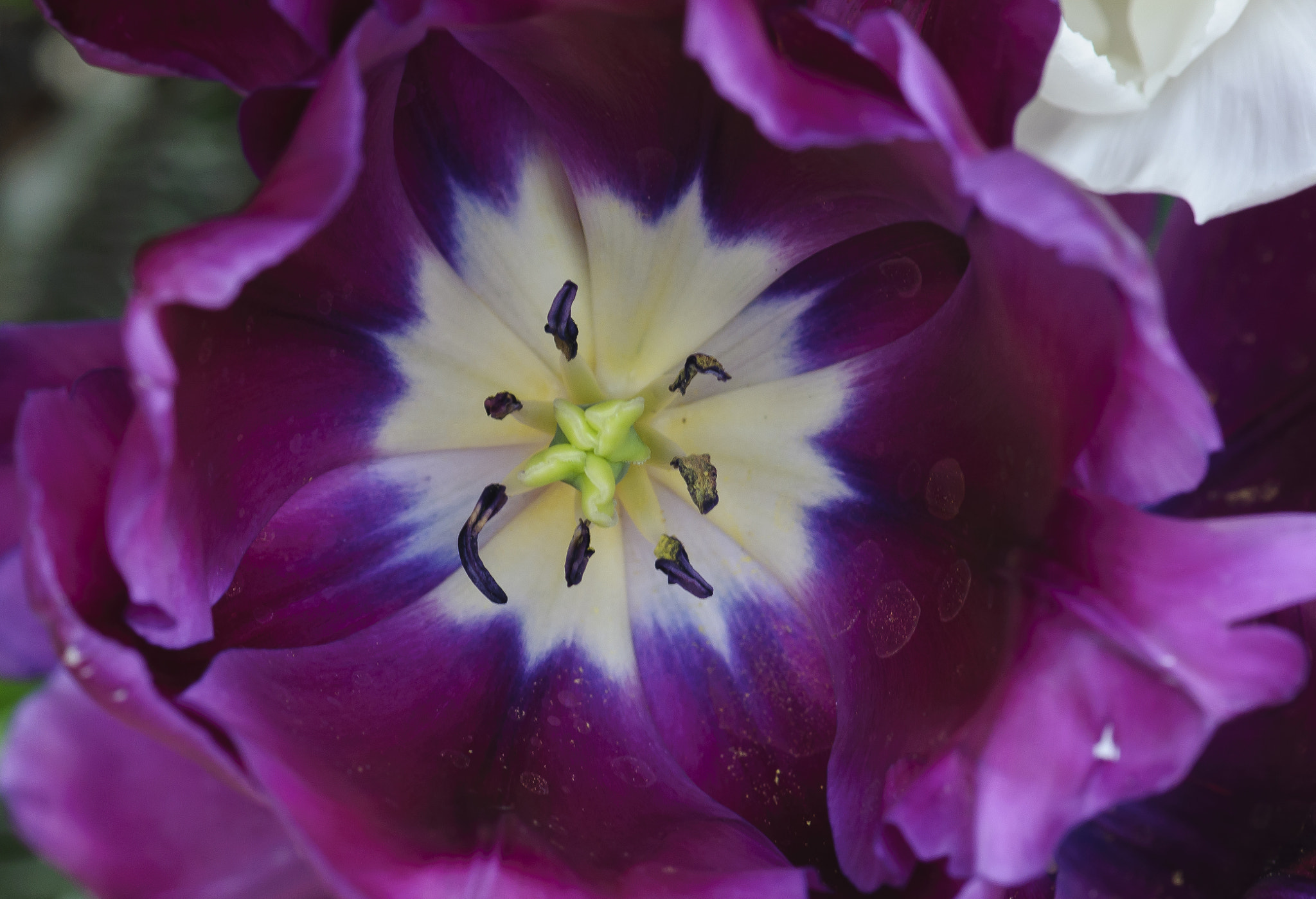 Nikon AF-S Micro-Nikkor 105mm F2.8G IF-ED VR sample photo. Purple beauty photography