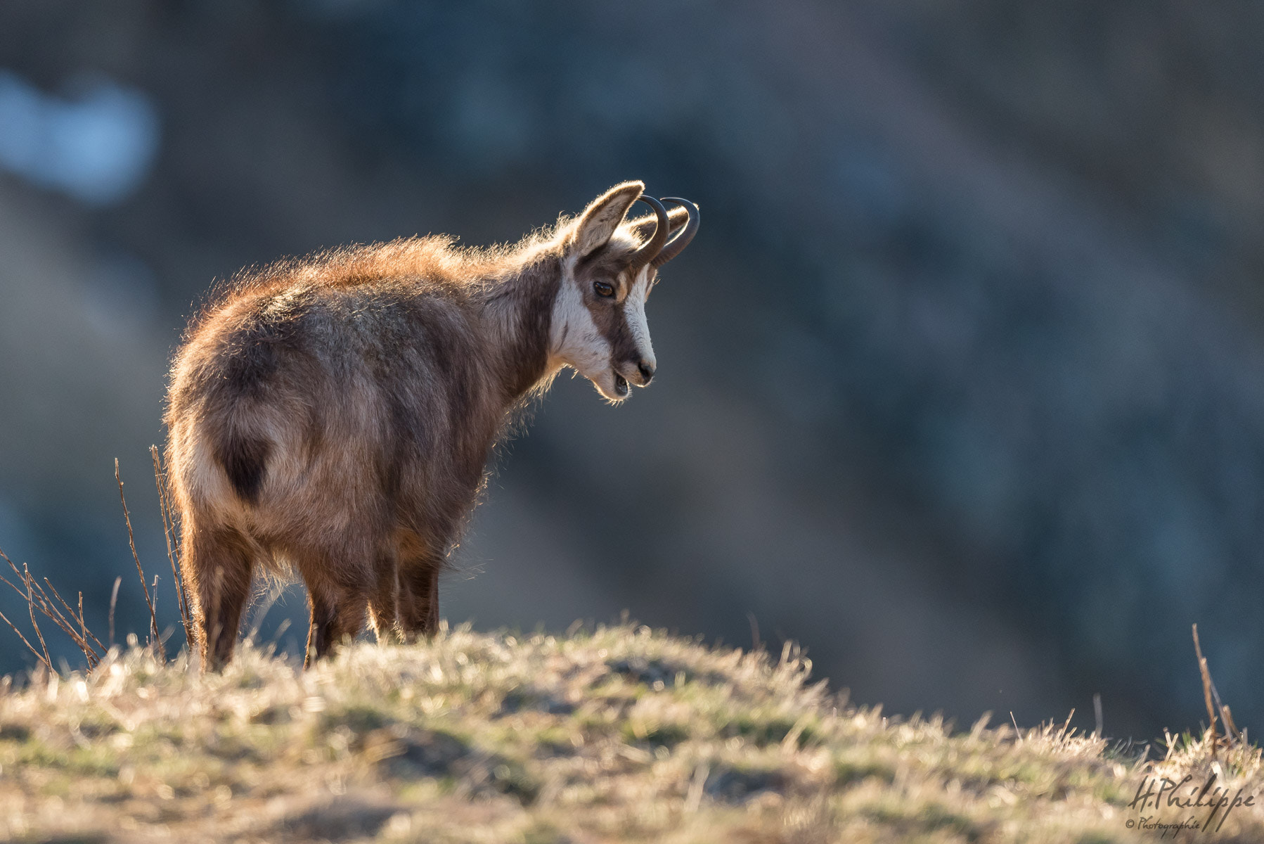 Nikon D750 + Nikon AF-S Nikkor 500mm F4G ED VR sample photo. Chamois vosgiens photography