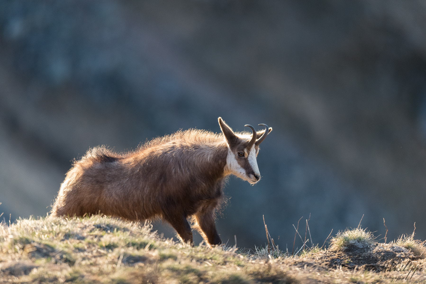 Nikon D750 + Nikon AF-S Nikkor 500mm F4G ED VR sample photo. Séance d' étirement photography