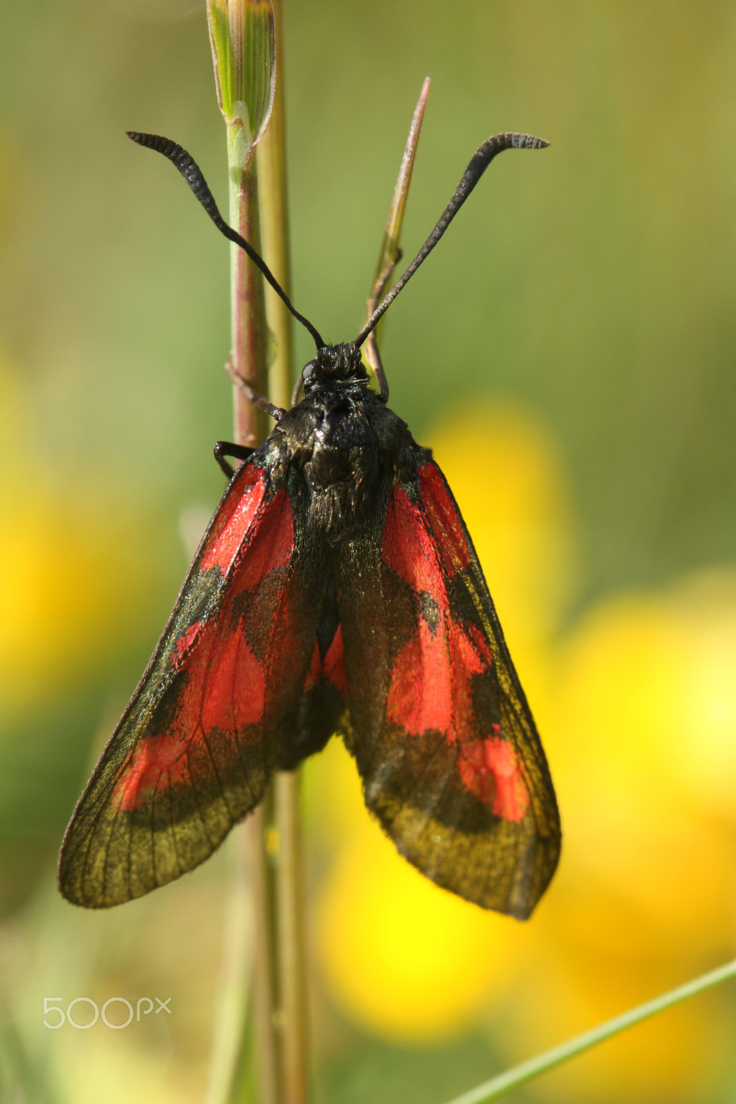 Canon EF 100mm F2.8L Macro IS USM sample photo. Five-spot burnet photography
