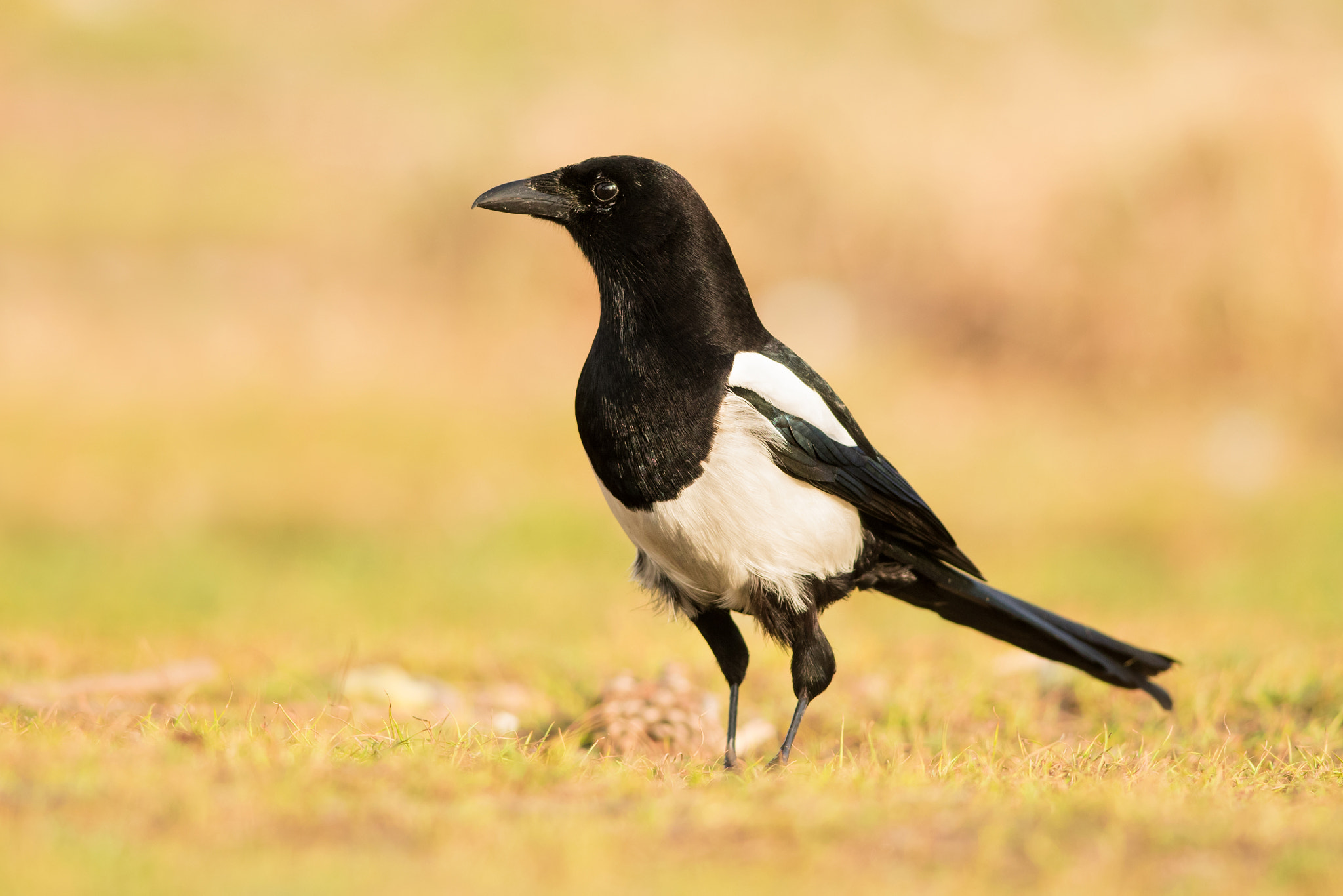 Nikon D500 + Nikon AF-S Nikkor 300mm F4D ED-IF sample photo. The eurasian magpie iii. photography