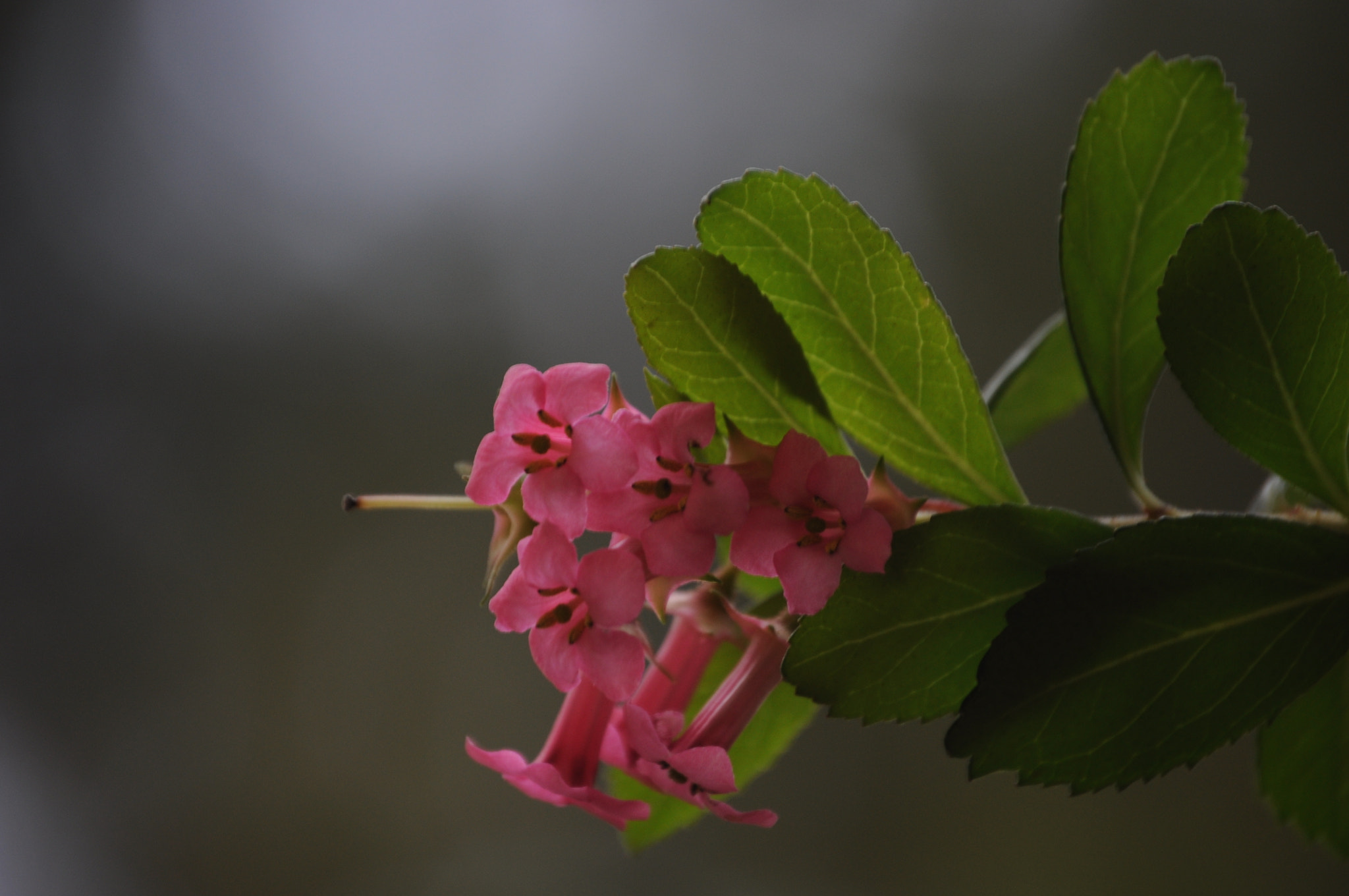 Nikon D5000 sample photo. Flors roses1 photography